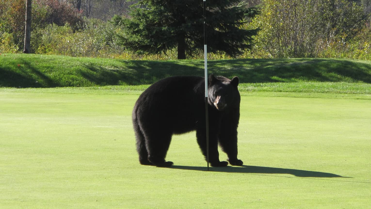 A big black bear stands alone at the flag on a golf course's putting green, vibrant grass and diverse trees beyond.