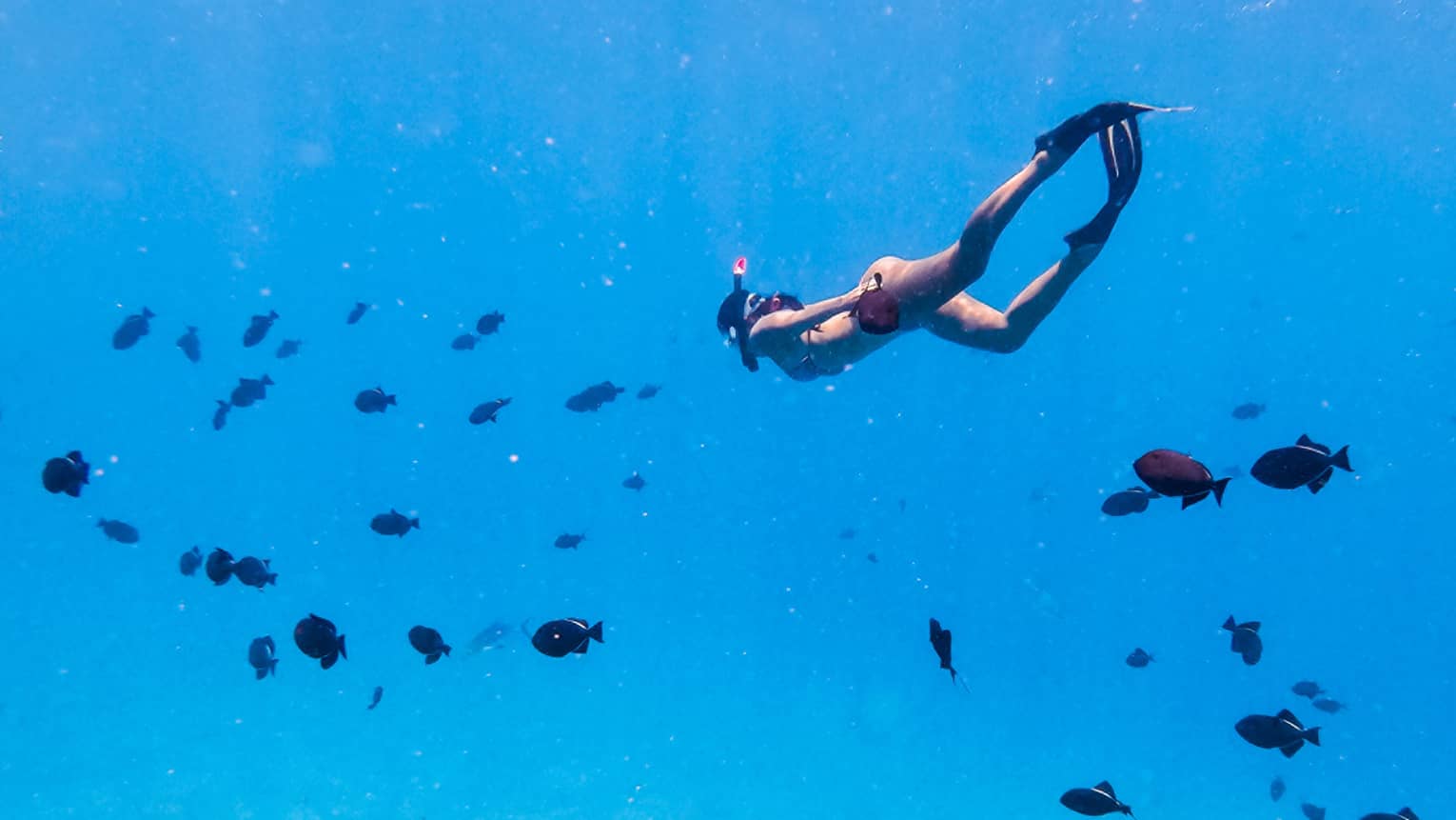 A swimmer wearing fins and a snorkel is completely submerged in clear-blue water and surrounded by a school of black fish.