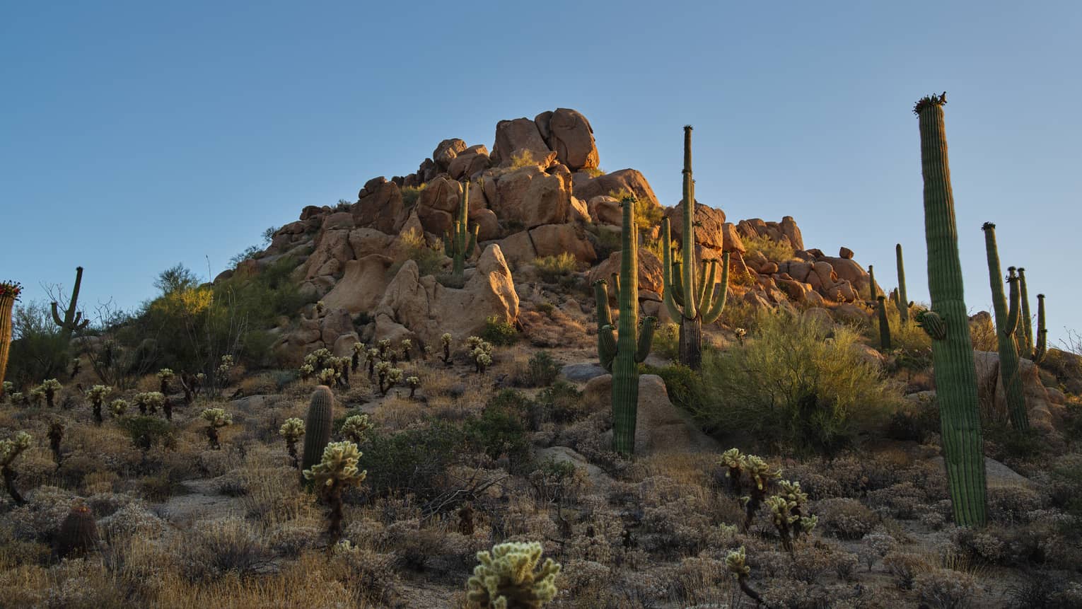 Dessert landscape with cactus in Scottsdale