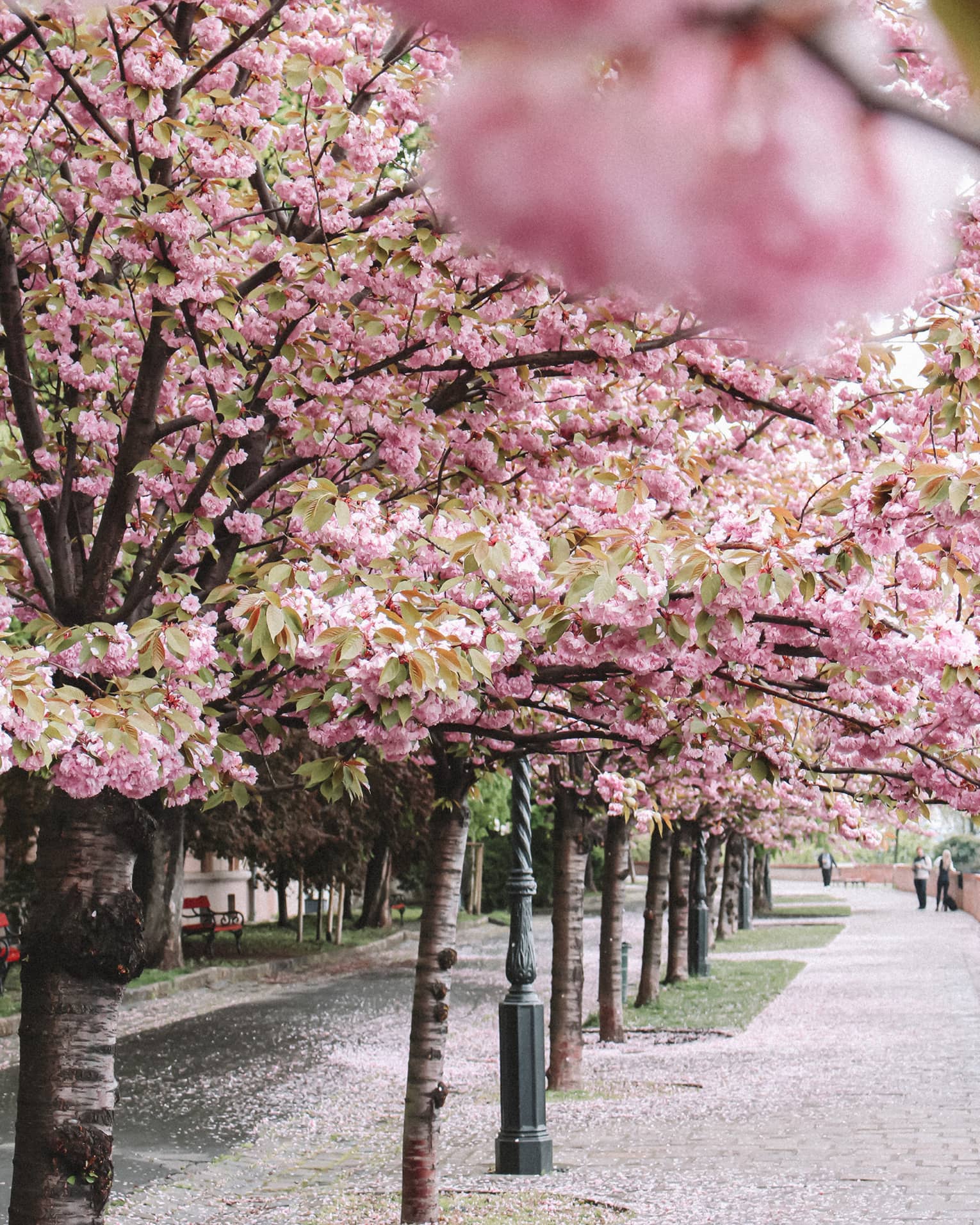 Street lined with cherry trees in full pink bloom
