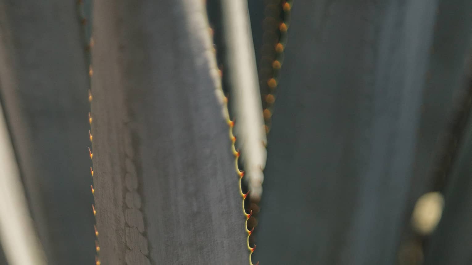 Close-up of long, narrow agave plant leaves with gold serrated edges and a gradient of green and grey colours.