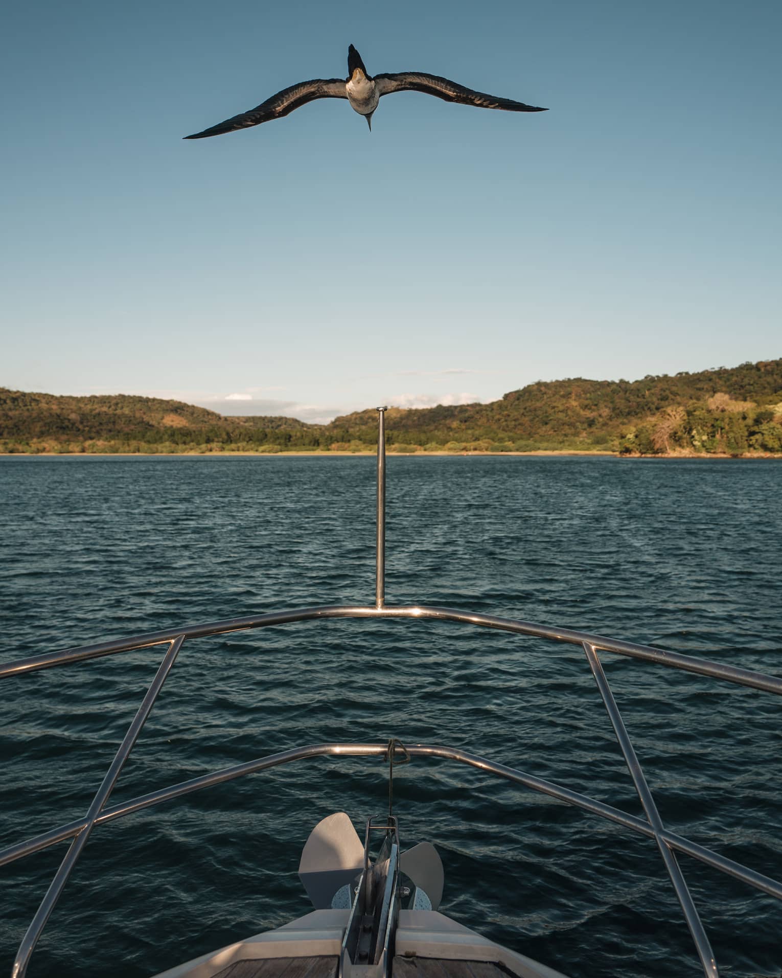 View from the stern of a boat, where overhead a sea bird floats above rippling water towards a distant forested island.