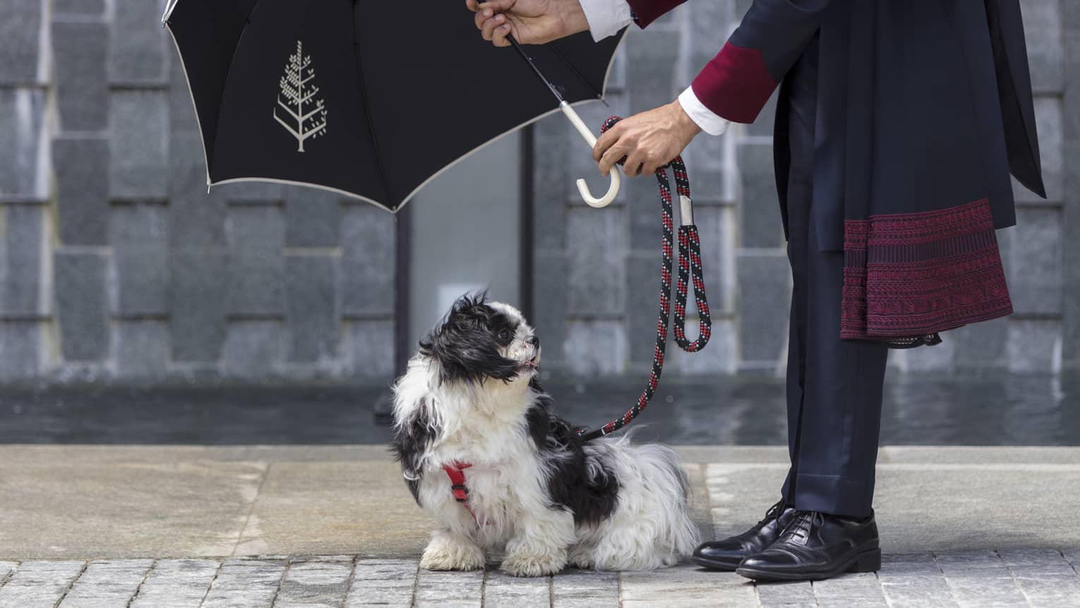 Doorman at Four Seasons Hotel Bengaluru holds a black Four Seasons umbrella over a small black and white dog