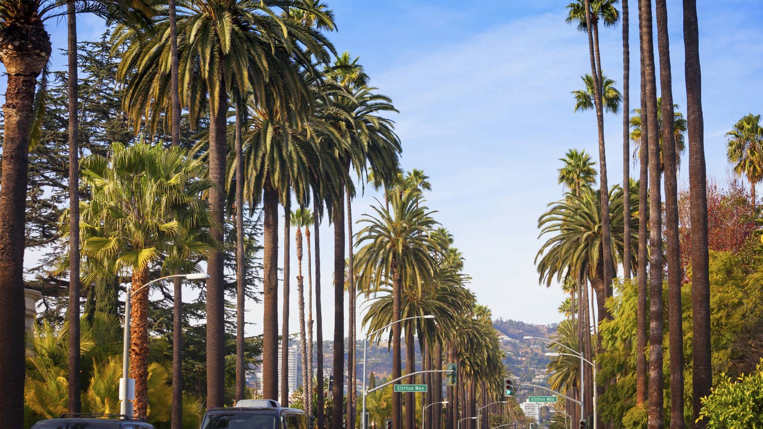 Against a sunny blue sky, the iconic hills of Los Angeles in the background, soaring palm trees line a car-filled boulevard.
