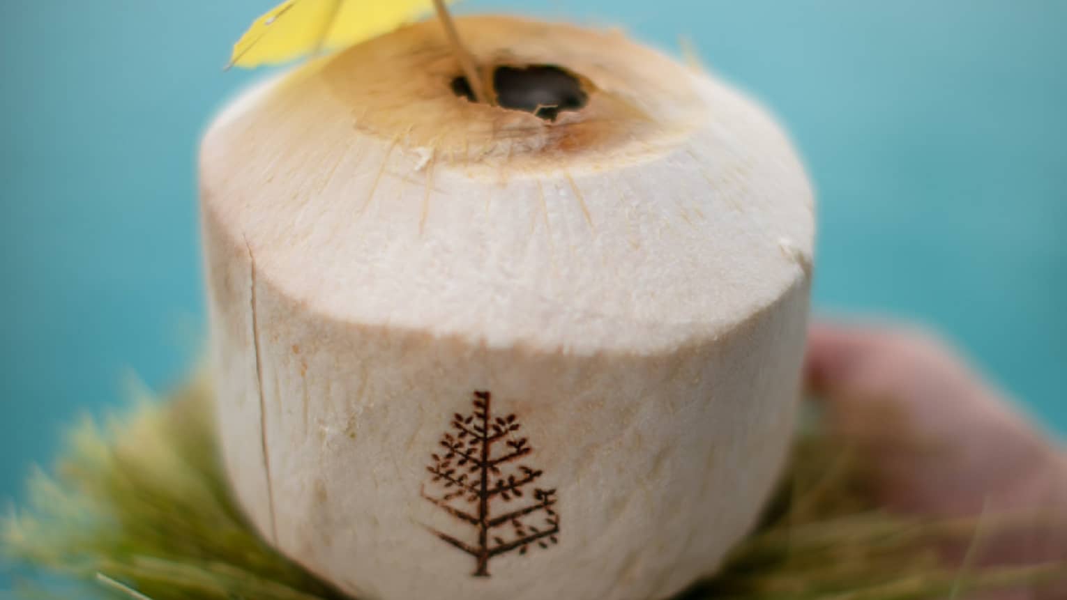 Four Seasons signature coconut water served in a coconut with a yellow cocktail umbrella