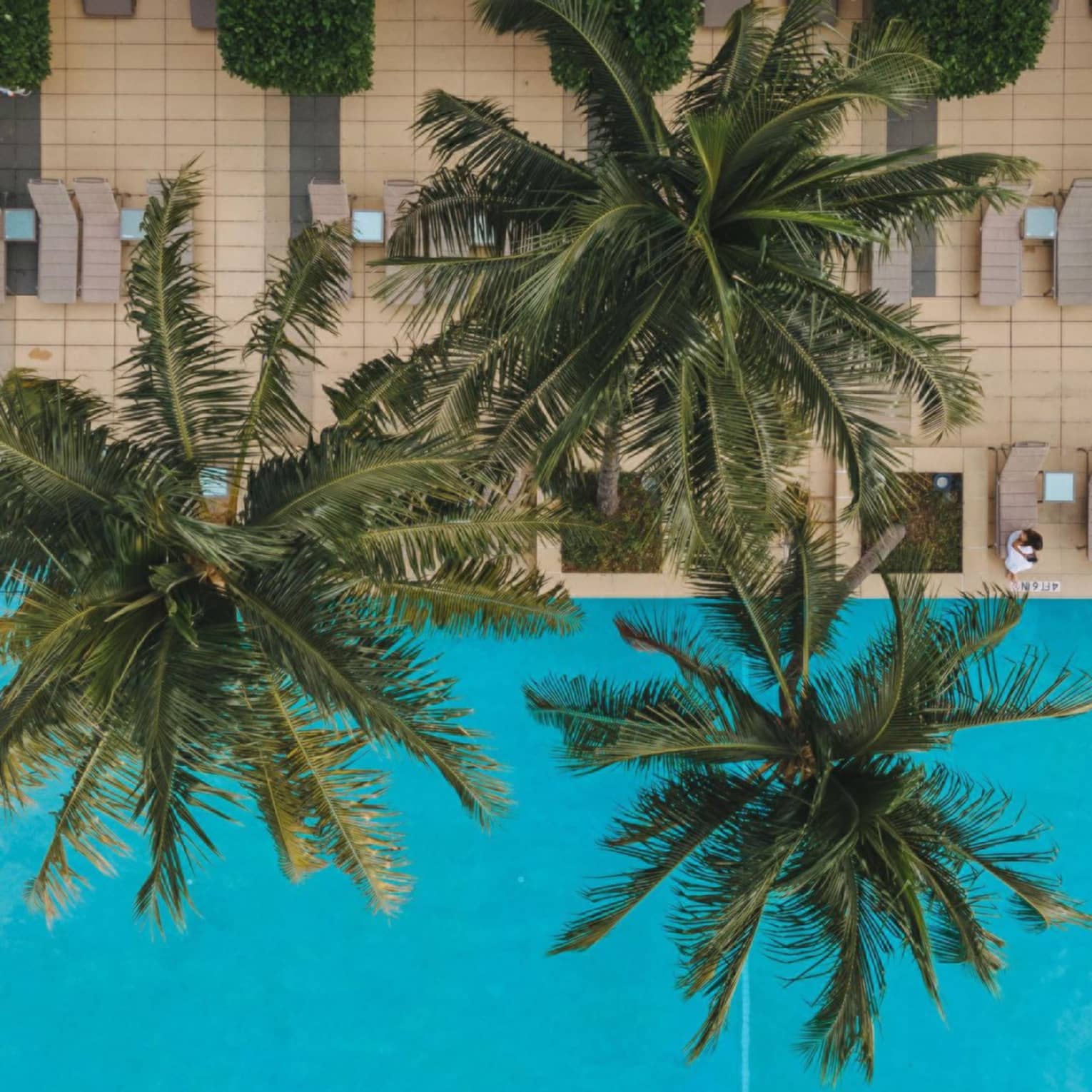 Aerial view of a person floating on their back in a pool beside palm trees 