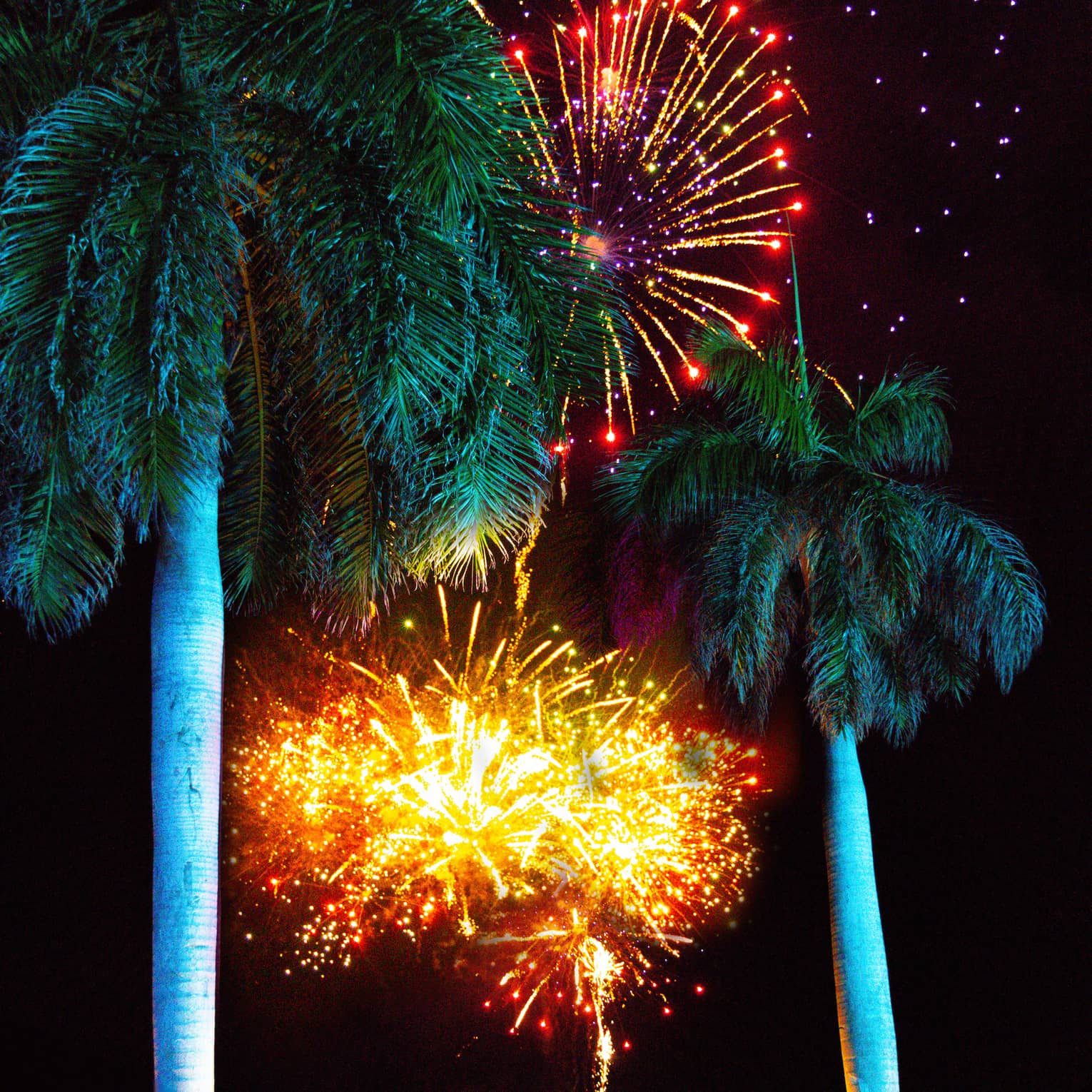 Spectators watch fireworks in the night sky framed by palm trees.