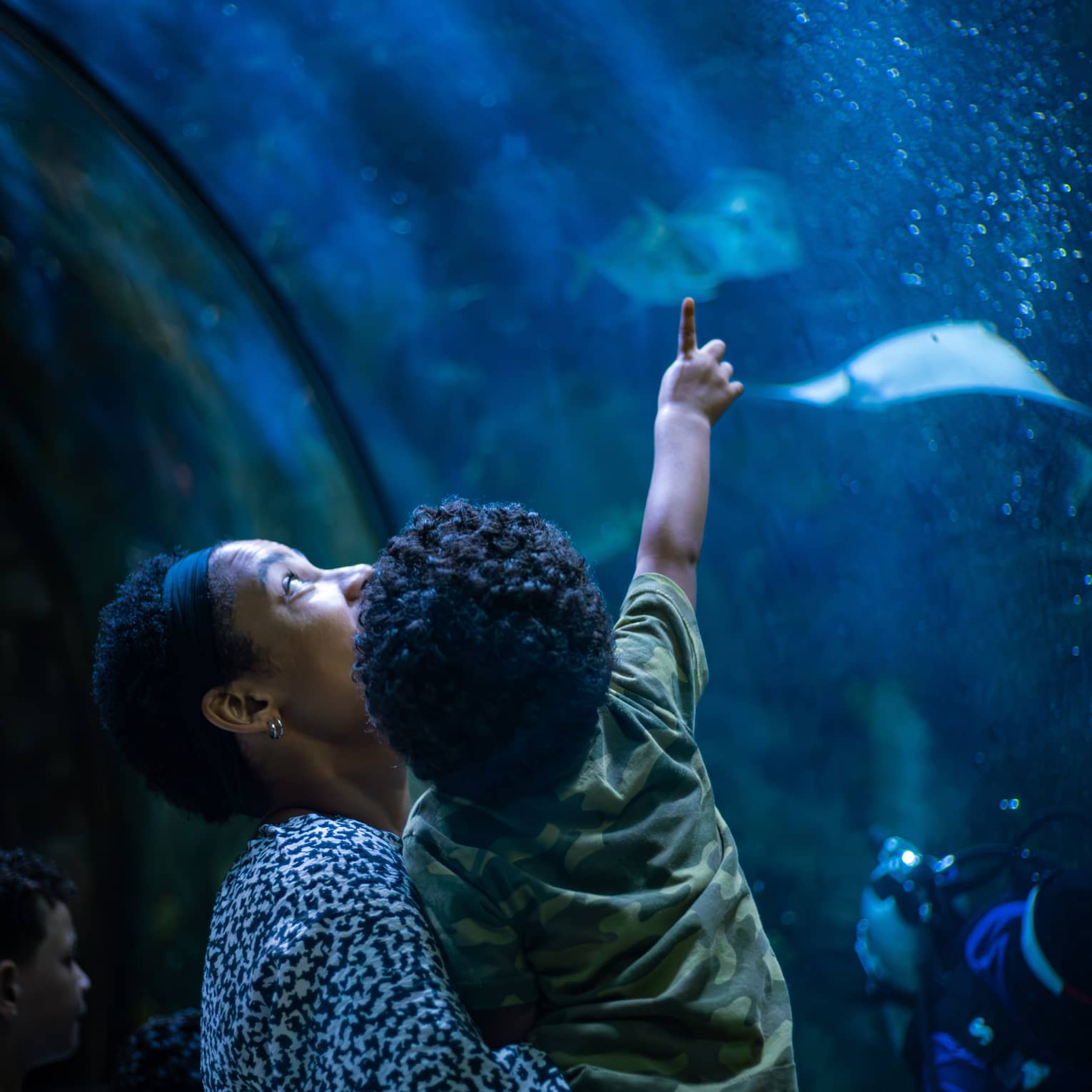 View from behind of a parent holding a toddler who is pointing upward at two stingrays in a bubbly, deep-blue aquarium.
