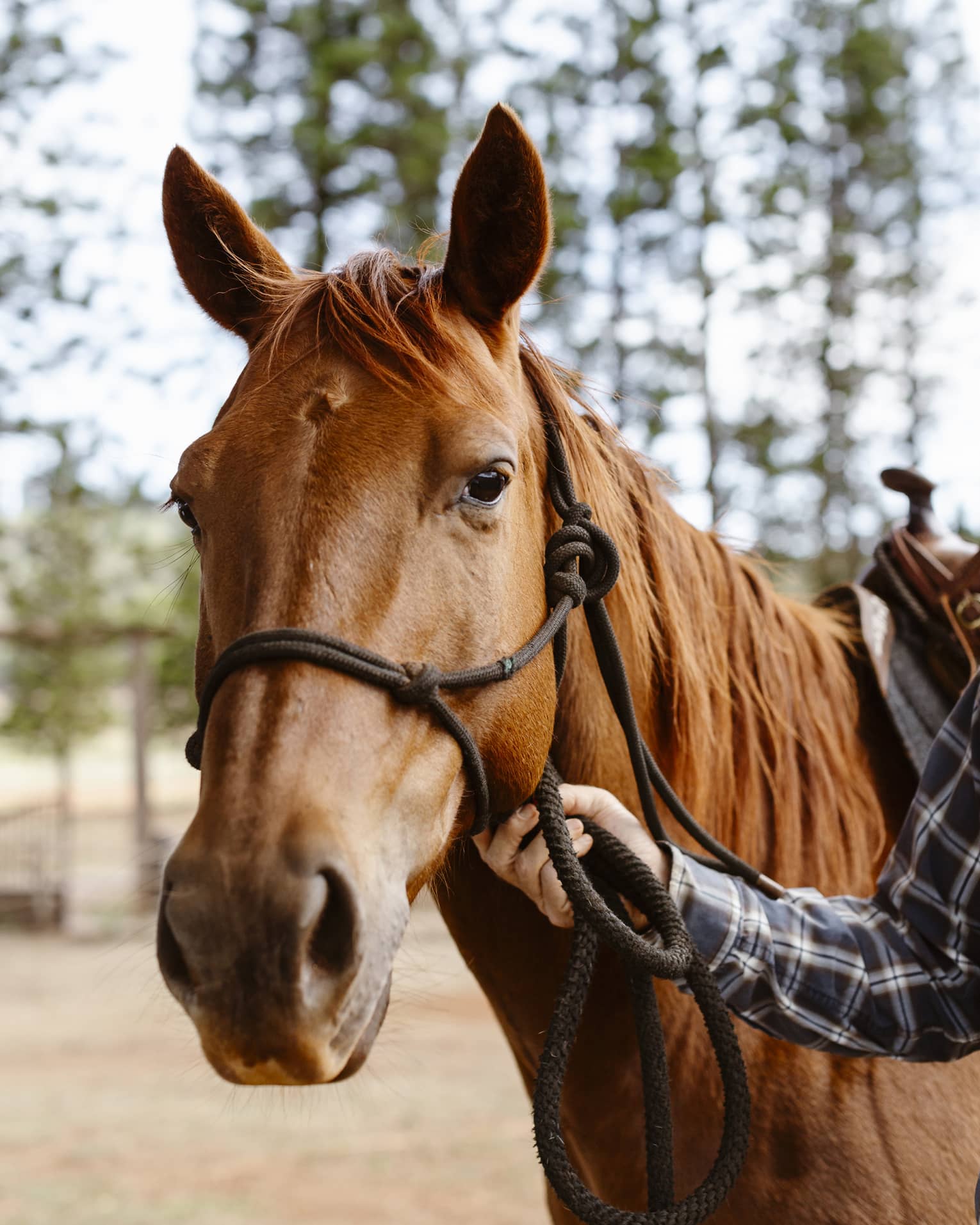 Ears alert but relaxed, a glossy, chestnut-coloured horse gazes gently forward as a tartan-clad arm holds its reins.