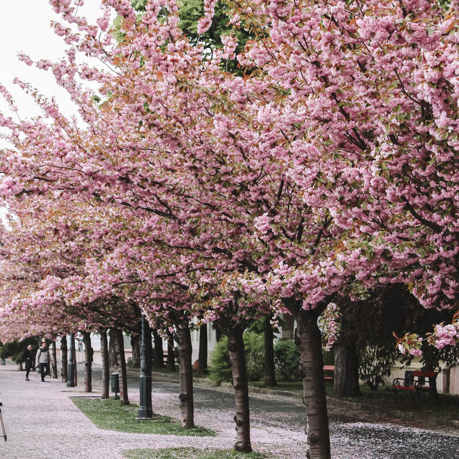 Street lined with cherry trees in full pink bloom