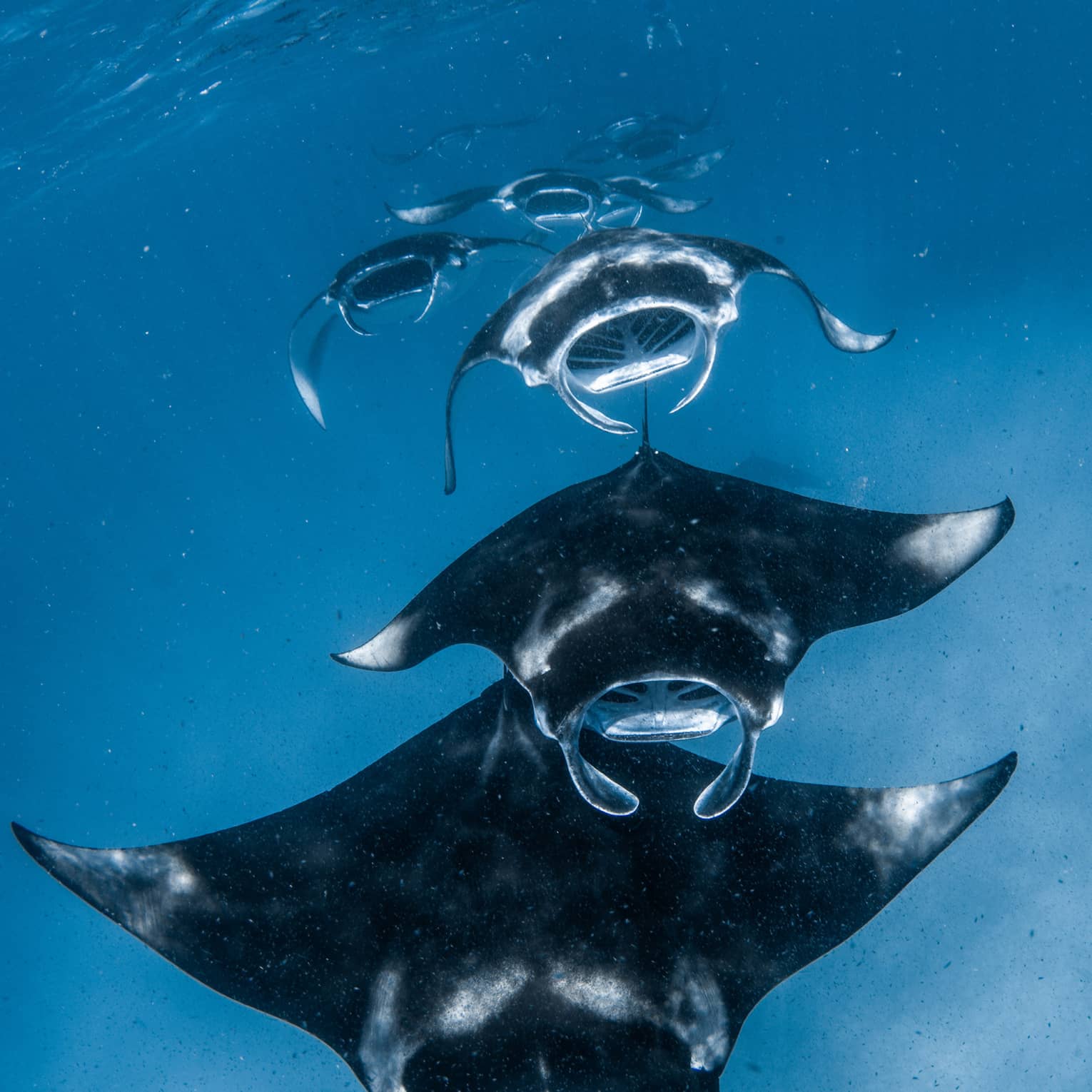 Front view of a squadron of manta rays swimming one after the other, all with mouths open, through sunlight-streaked water.
