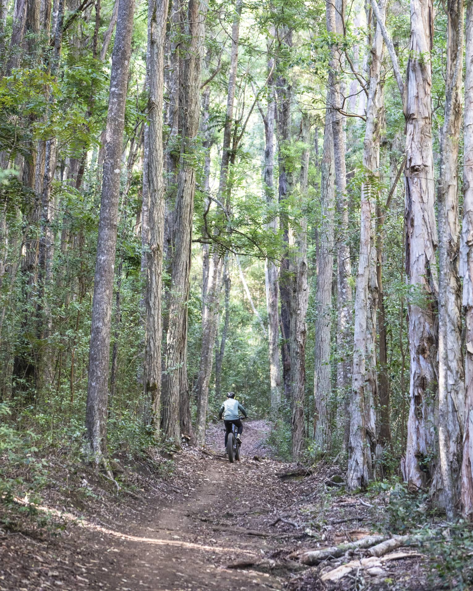 Rear view of person riding a mountain bike on a hard-packed dirt trail bordered by towering trees and dense vegetation.