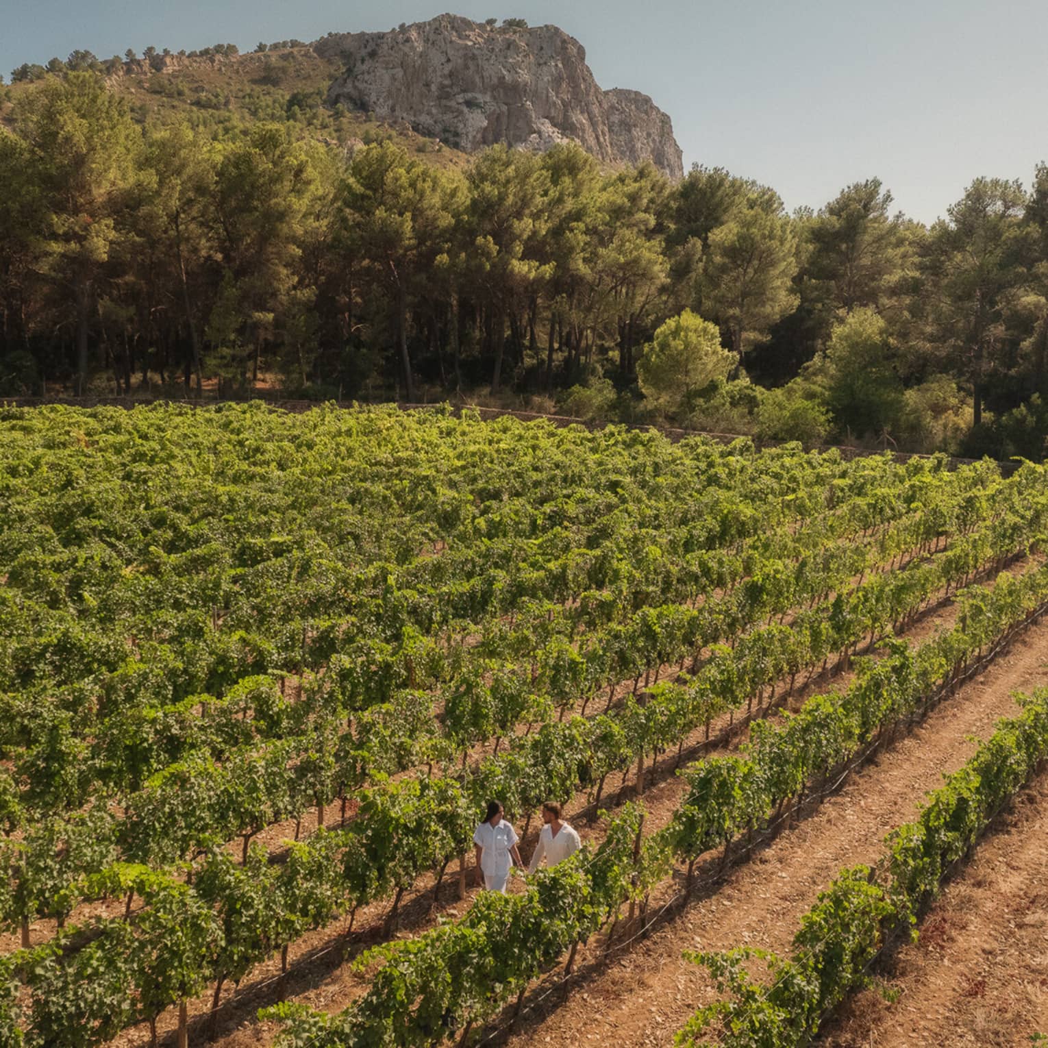Aerial view of a couple strolling along a vine row within a vast vineyard set against a line of trees and a dramatic cliff.