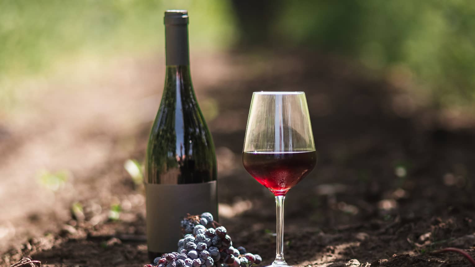 A dark wine bottle resting on soil between rows of vines, aside a glass of berry-coloured wine and a cluster of grapes. 