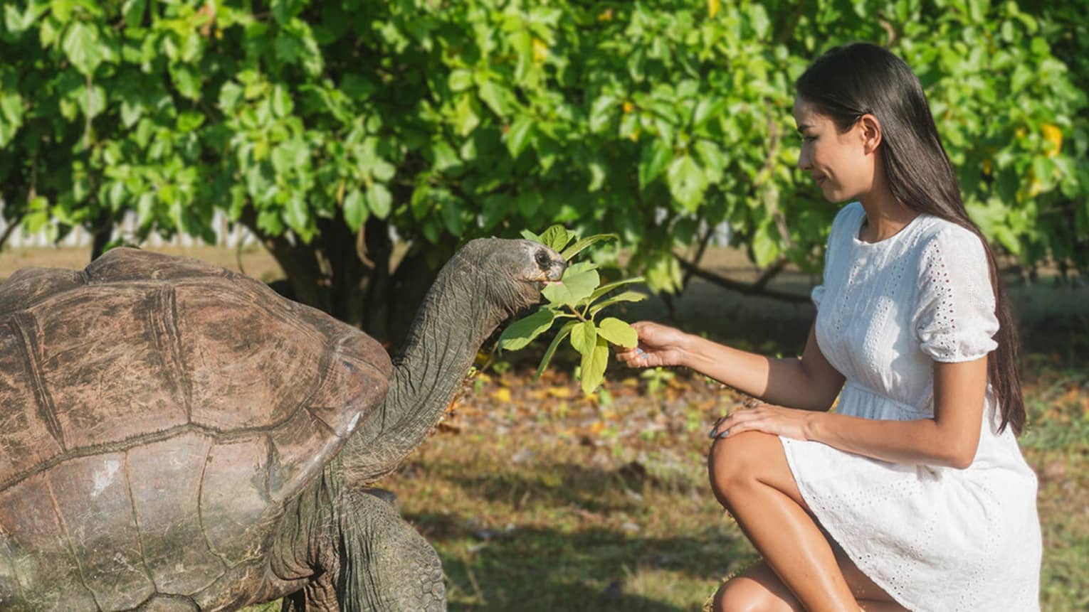 A woman feeds a leafy green branch to a large tortoise