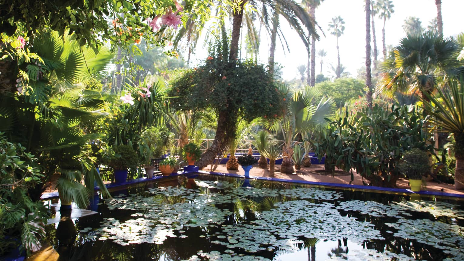 Palm trees, tropical plants around patio, outdoor pond with lily pads