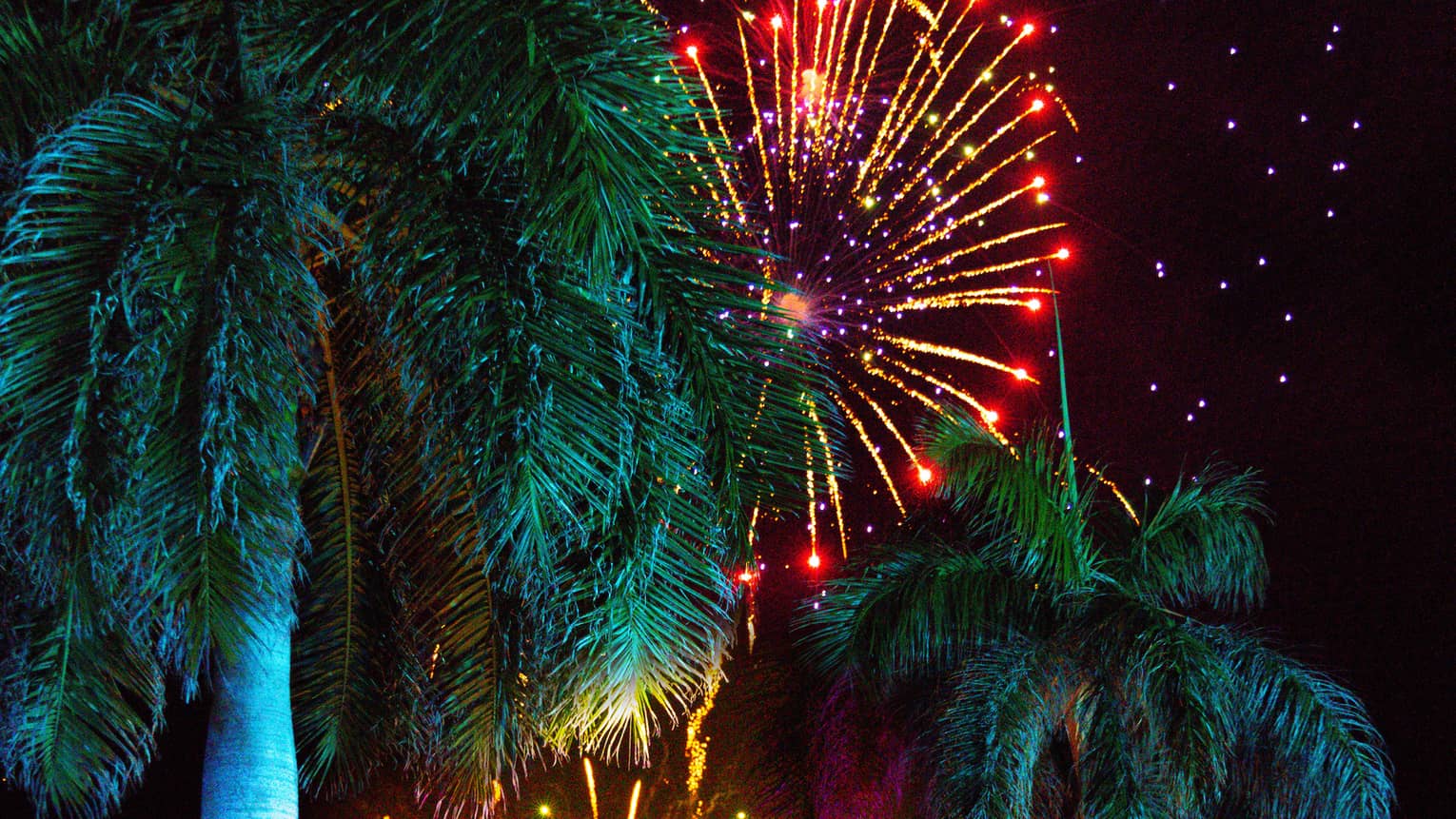 Spectators watch fireworks in the night sky framed by palm trees.
