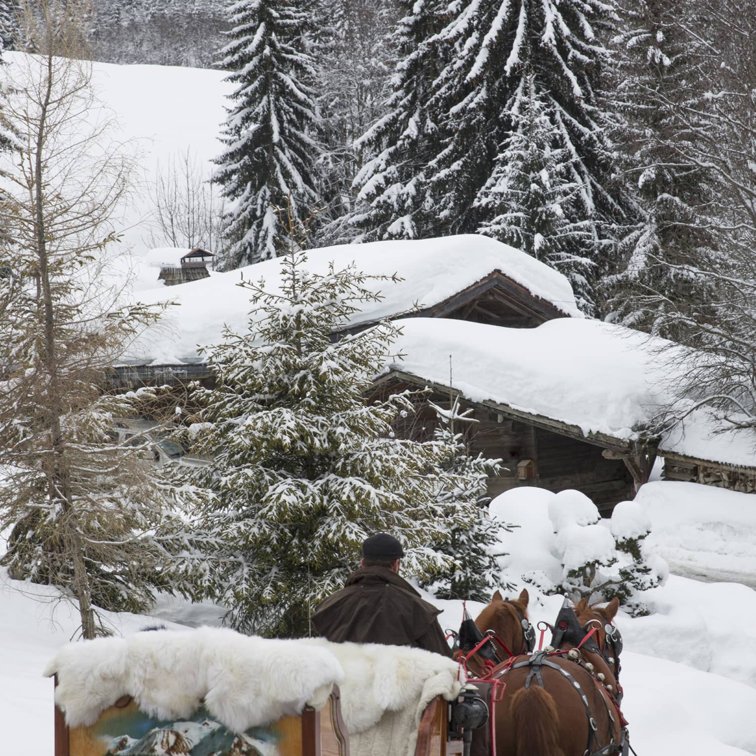 Rear view of a painted horse-drawn carriage piled with furs travelling towards a cabin through a snowy, evergreen forest.