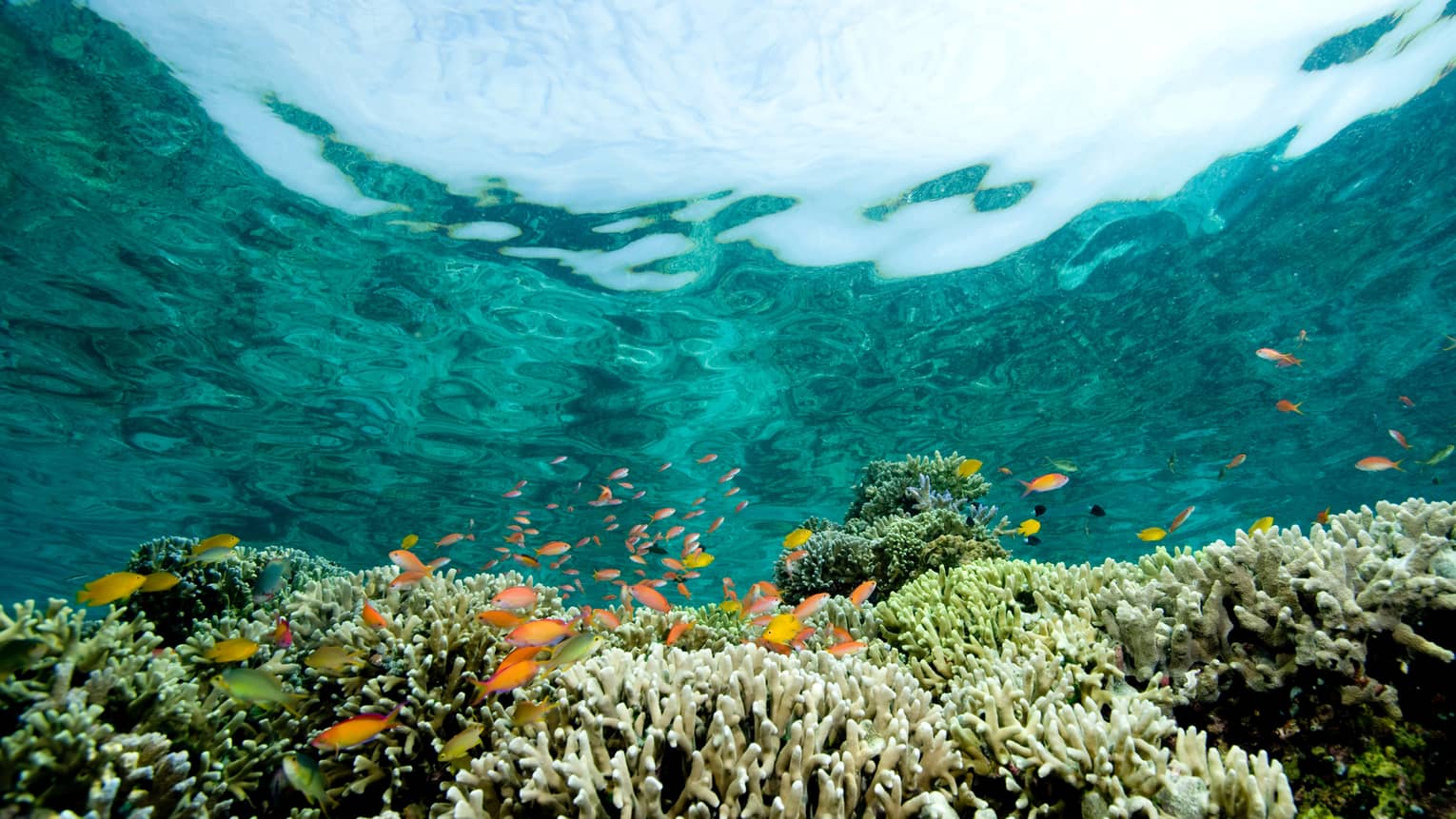 Wide-lens upward view from underwater of a school of small, brightly-coloured fish swimming above a reef of tentacled corals.