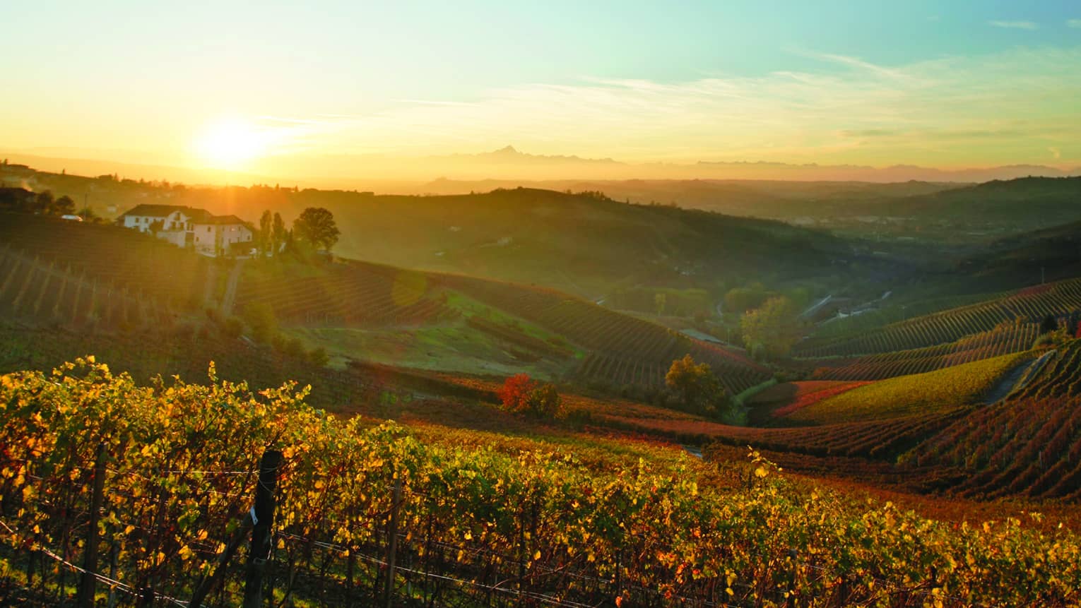 Sunset over rolling hills of a vineyard in the Italian countryside, with rows of grapevines, a distant farmhouse, and a warm, golden glow across the landscape.