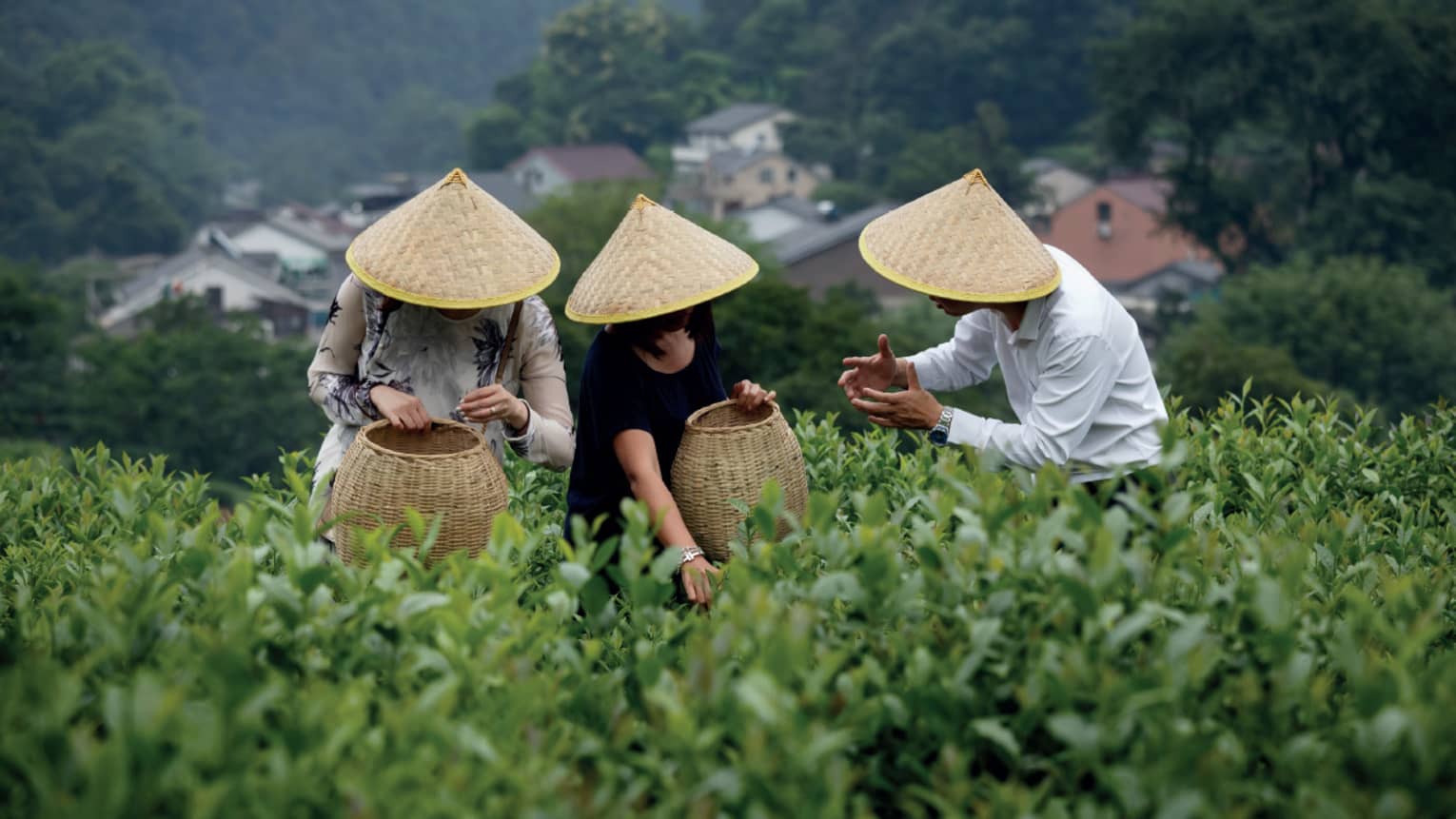 Three individuals wearing woven sun hats working in the fields of a tea plantation