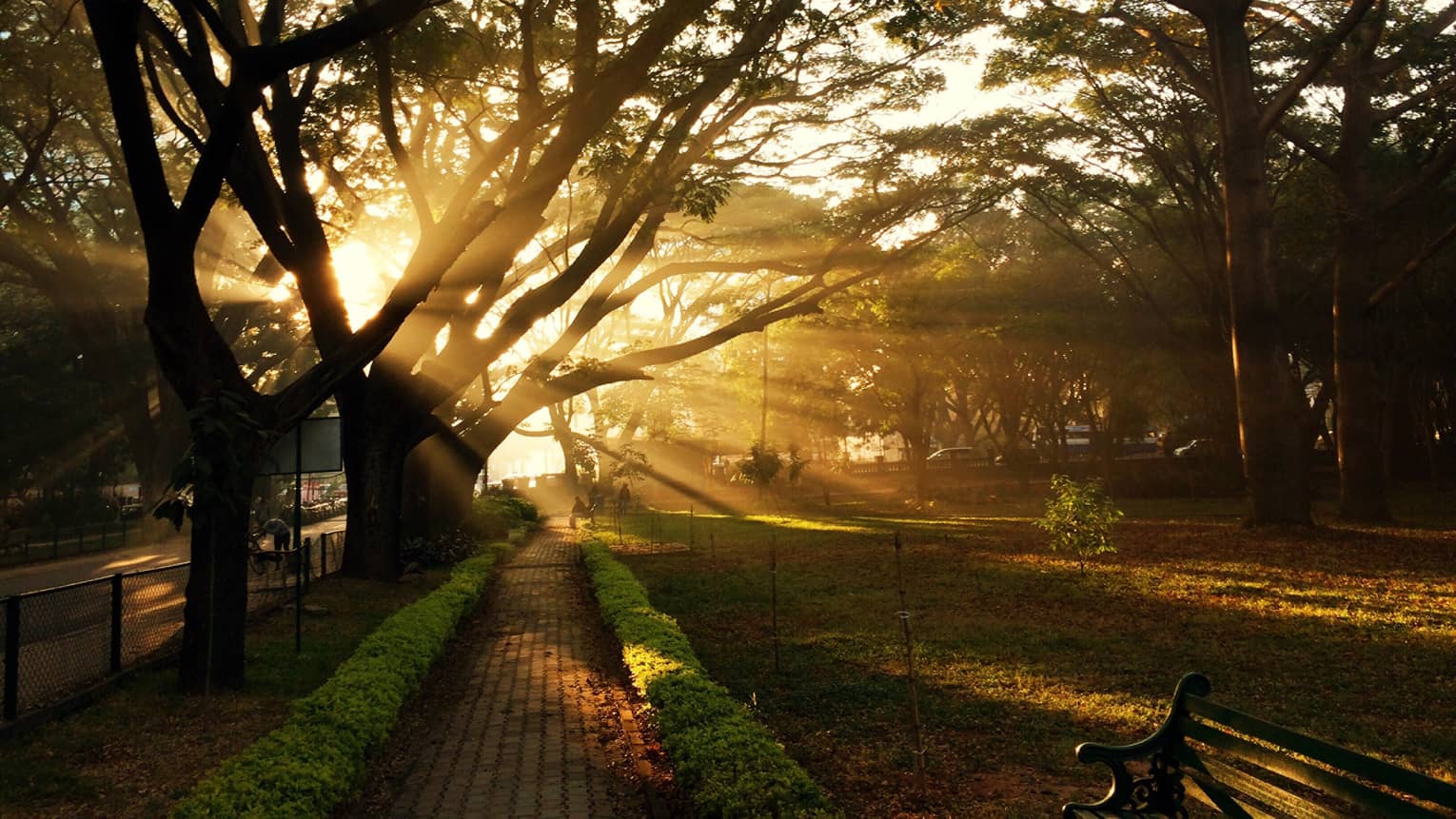 Sun streams through large tree, garden lawn in Bangalore, India