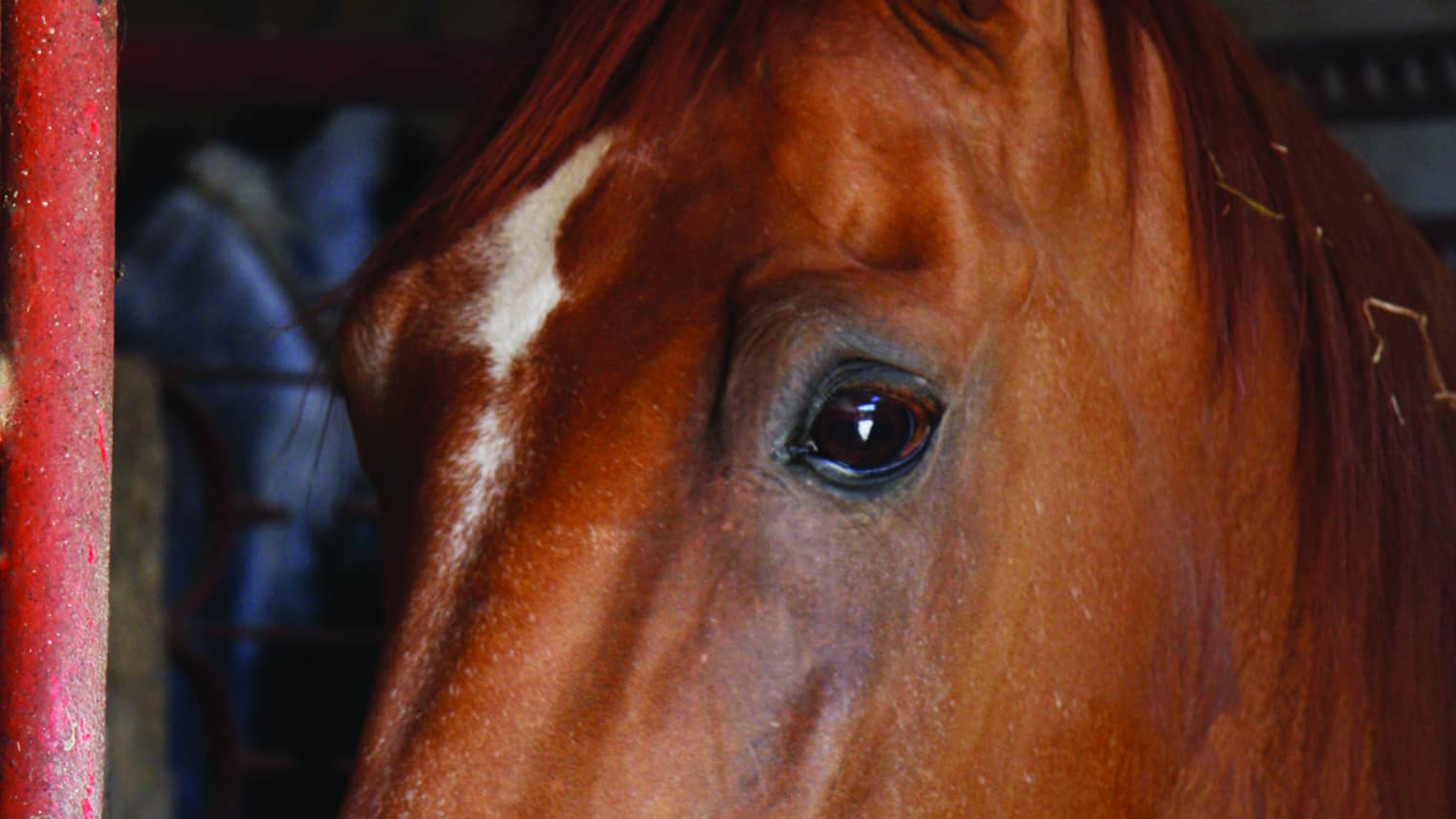 View from the right side of a chestnut horse as a rider in a straw cowboy hat attaches the girth band to the leather saddle.