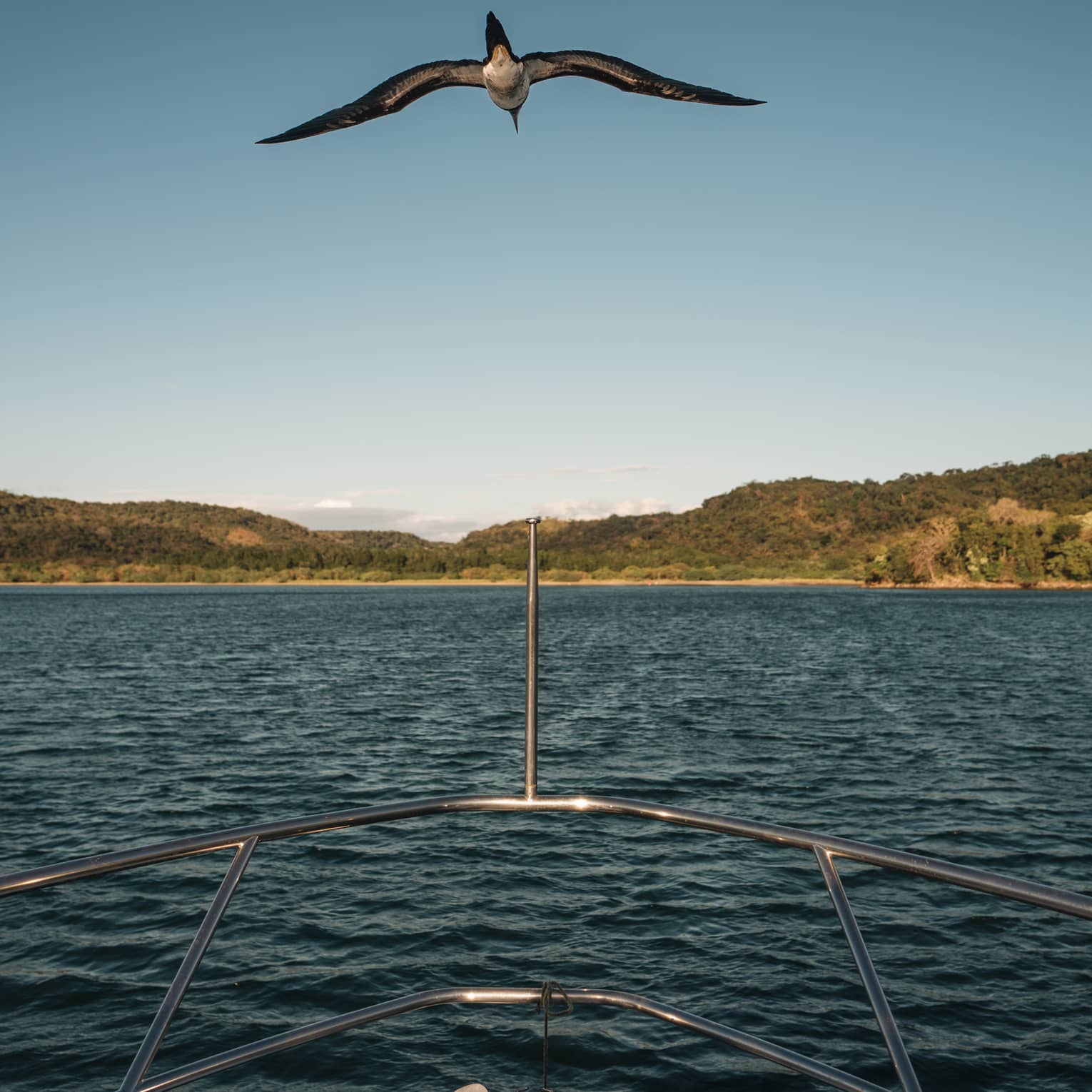 View from the stern of a boat, where overhead a sea bird floats above rippling water towards a distant forested island.