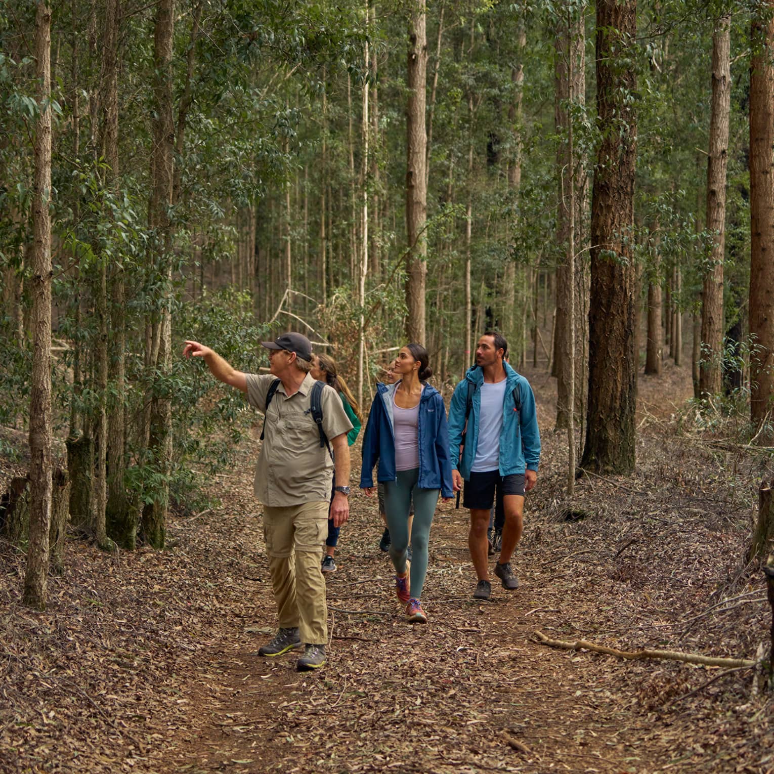 Led by a guide, a group of nature enthusiasts strolls through the forest amid towering trees with tall, slender trunks.