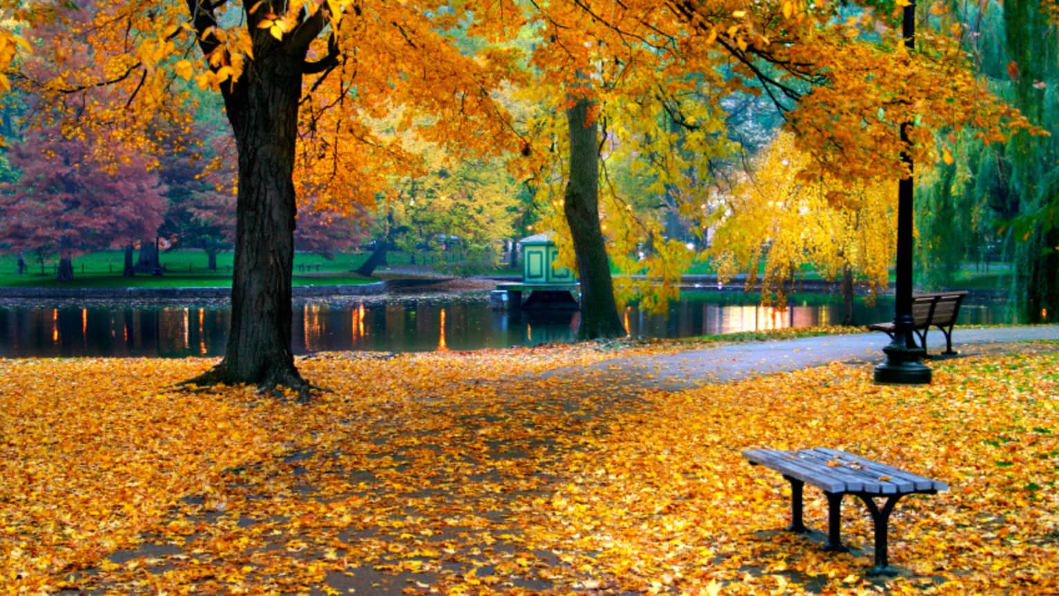 Park path near pond with yellow and orange autumn leaves across ground, in trees