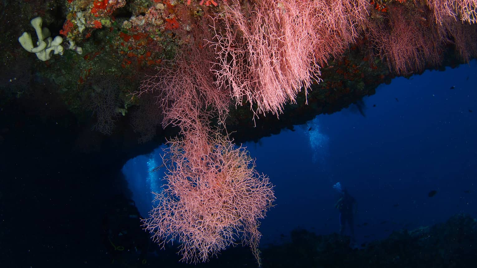 Underwater view of colourful coral, scuba diver's silhouette in background