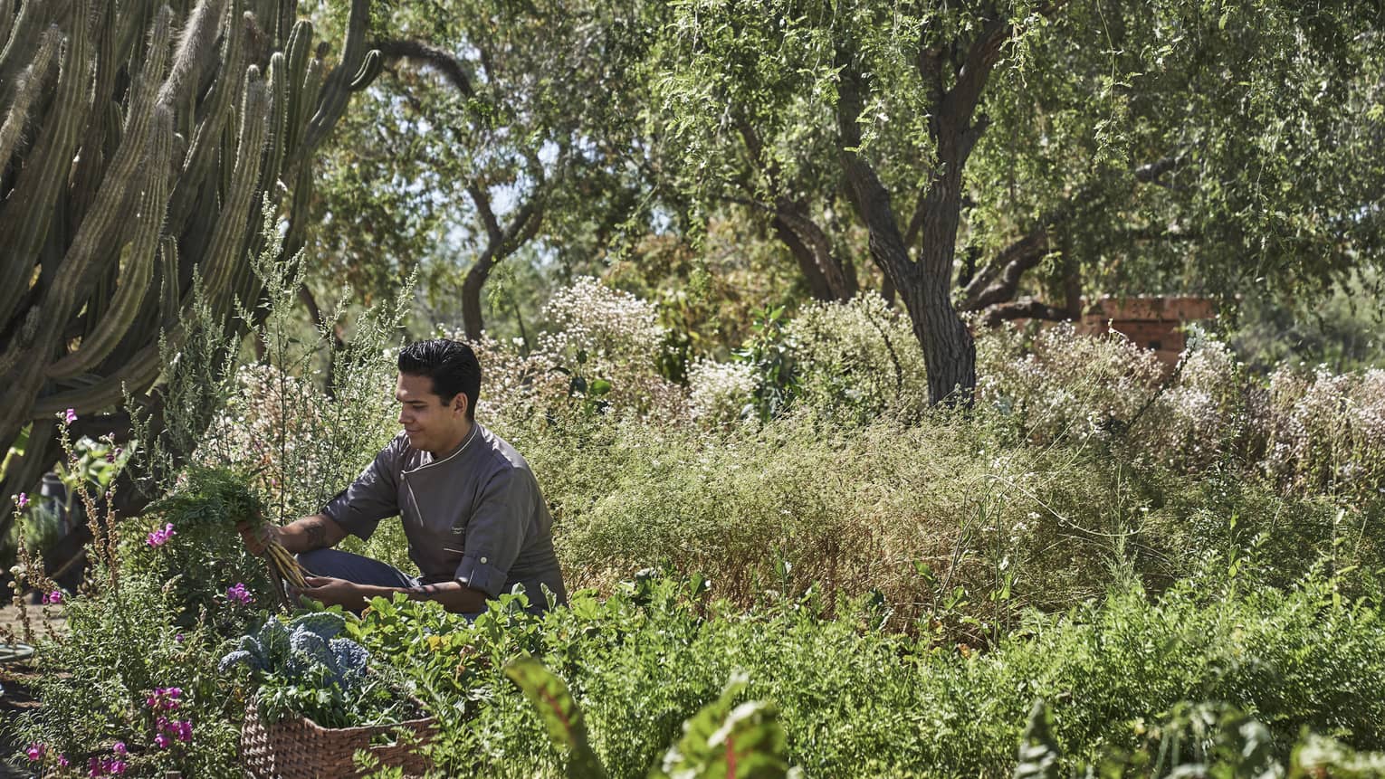 Chef kneels in garden near cactus, examines small bunch of carrots