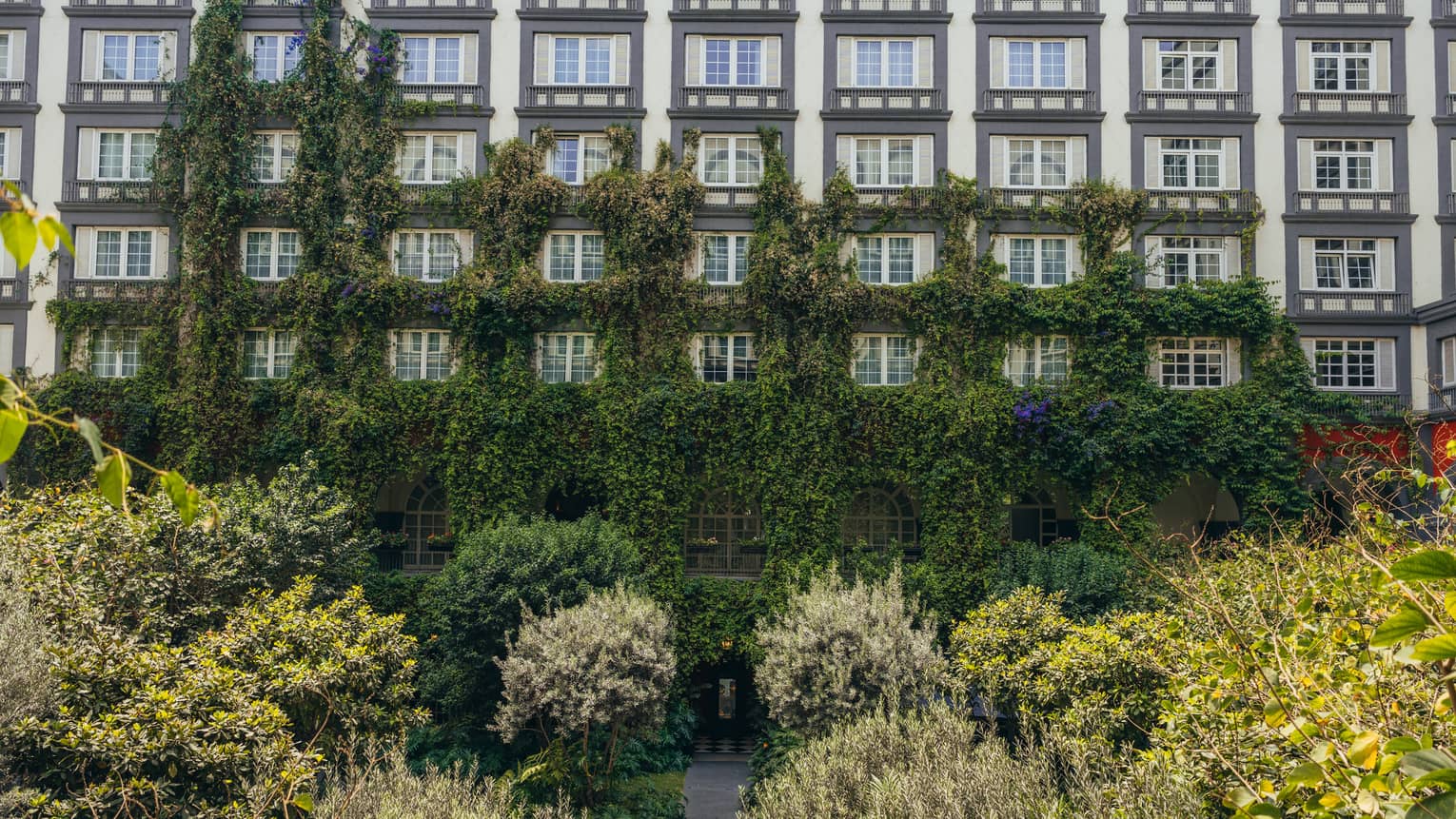 Interior courtyard with dense greenery in the centre and ivy climbing up three floors of the building lined with rows of windows