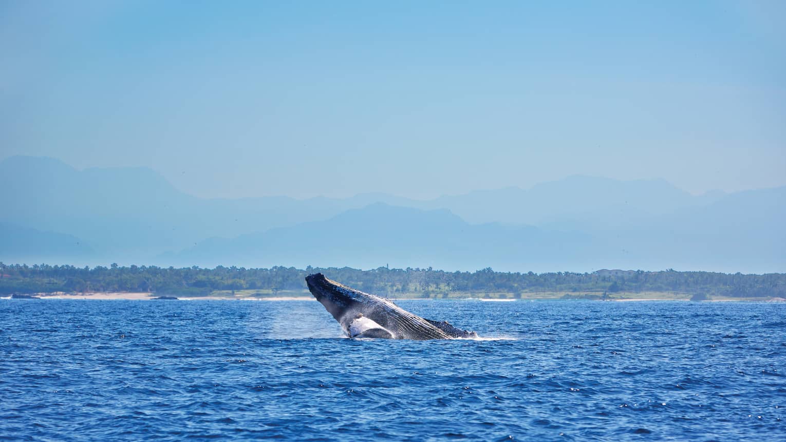 Whale jumping from water on ocean