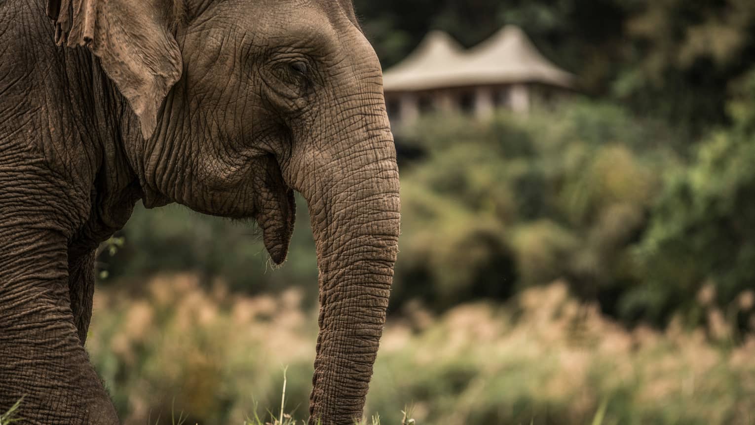 Side view of elephant head, ears, trunk