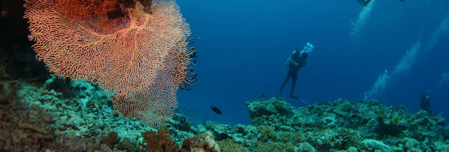 Two scuba divers underwater near colourful coral