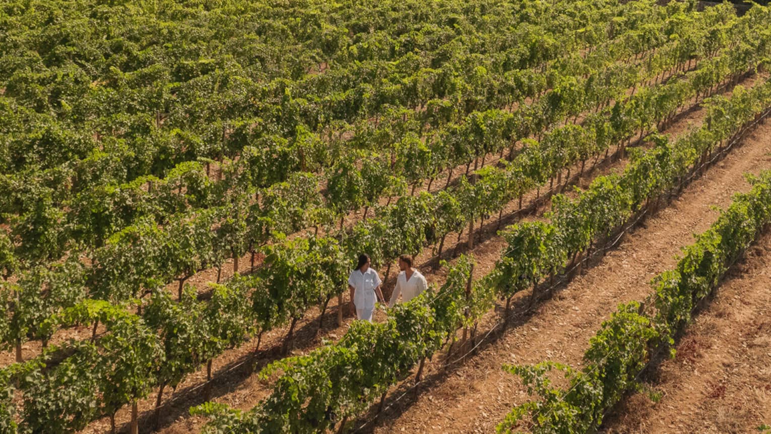 Aerial view of a couple strolling along a vine row within a vast vineyard set against a line of trees and a dramatic cliff.