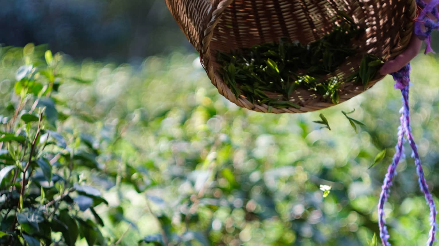 Surrounded by tea plants, a woven basket is tipped upside down and small green leaves cascade into another basket below.