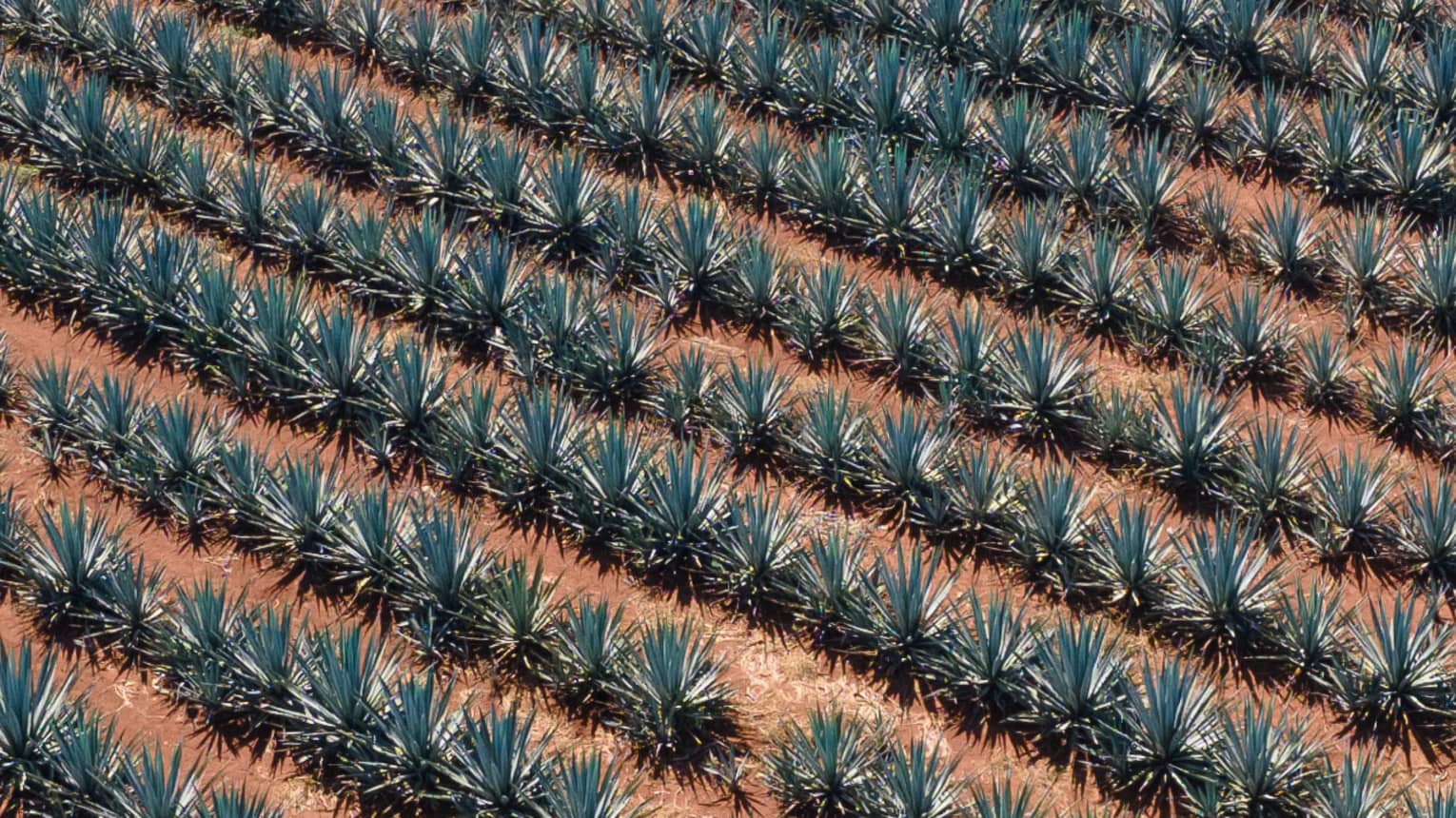 Plants in a row on red-brown earth.