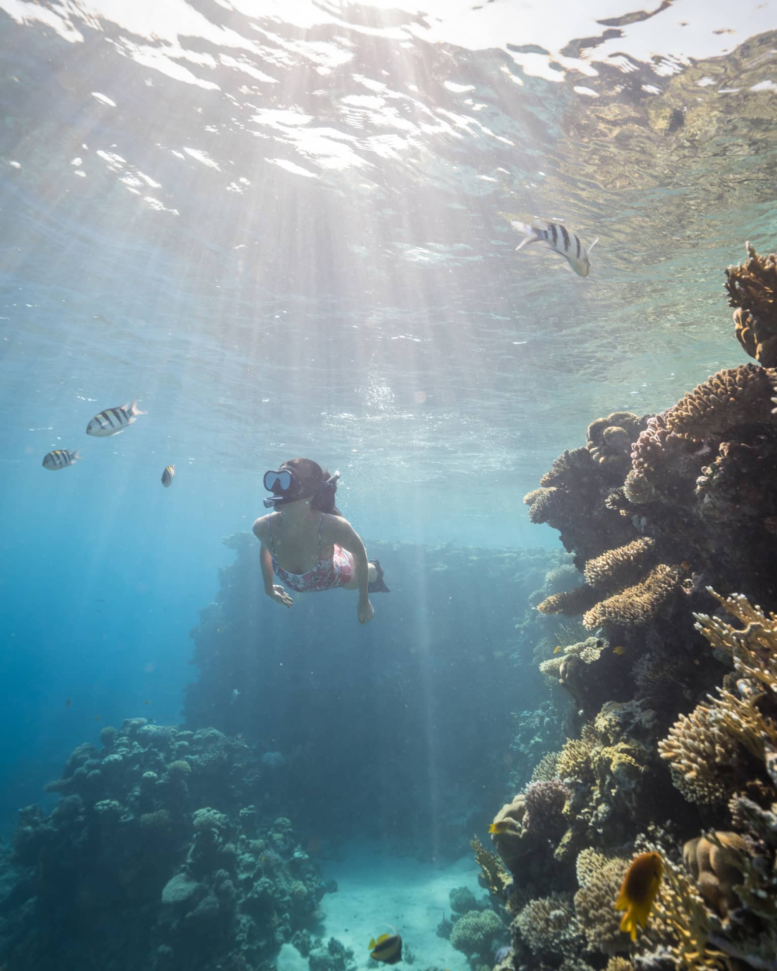 Woman in pink bathing suit snorkels among colourful fish and coral reefs, sunlight streaming through the water's surface