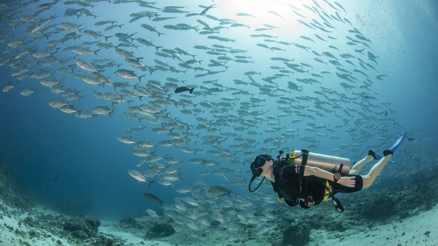 Scuba diver swims underwater net to pool of fish