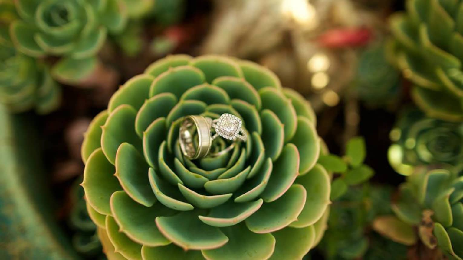 Wedding band, engagement ring resting on top of succulent tropical plant