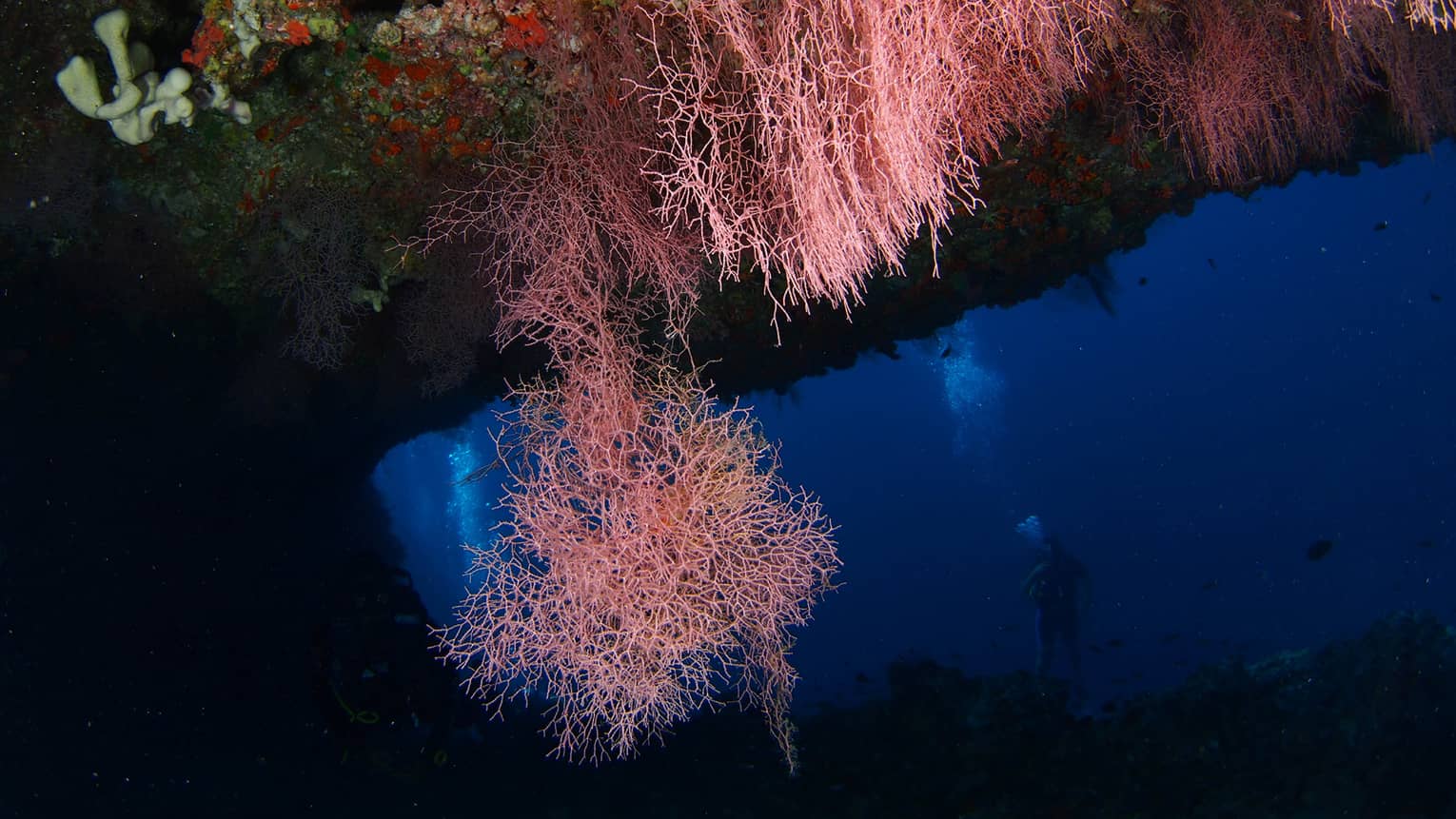 Underwater view of colourful coral, scuba diver's silhouette in background