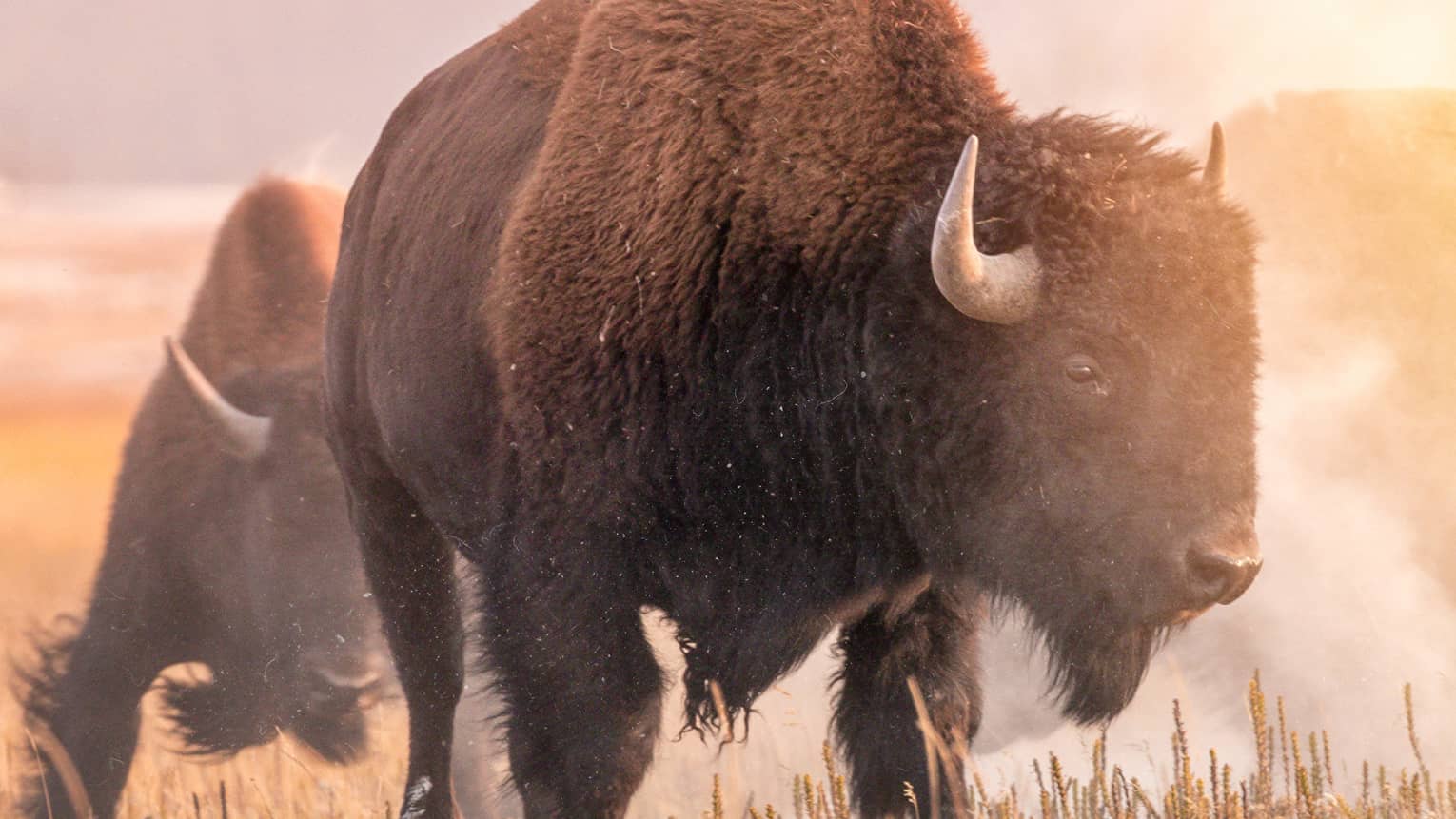 Two bison walking in a field.