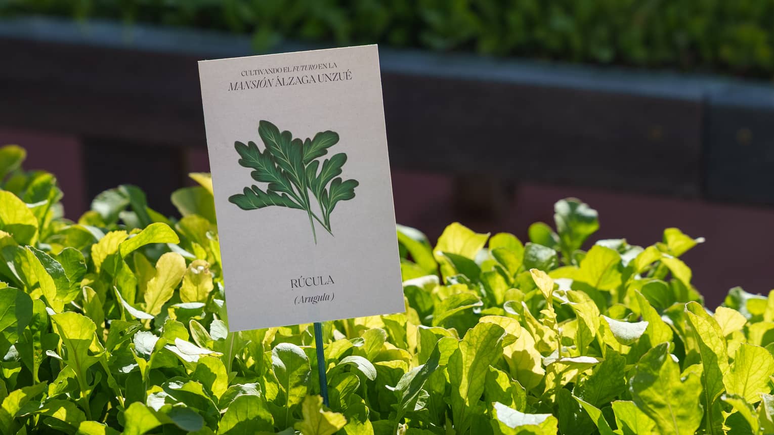 Hydroponic garden with a tag that says "arugula"