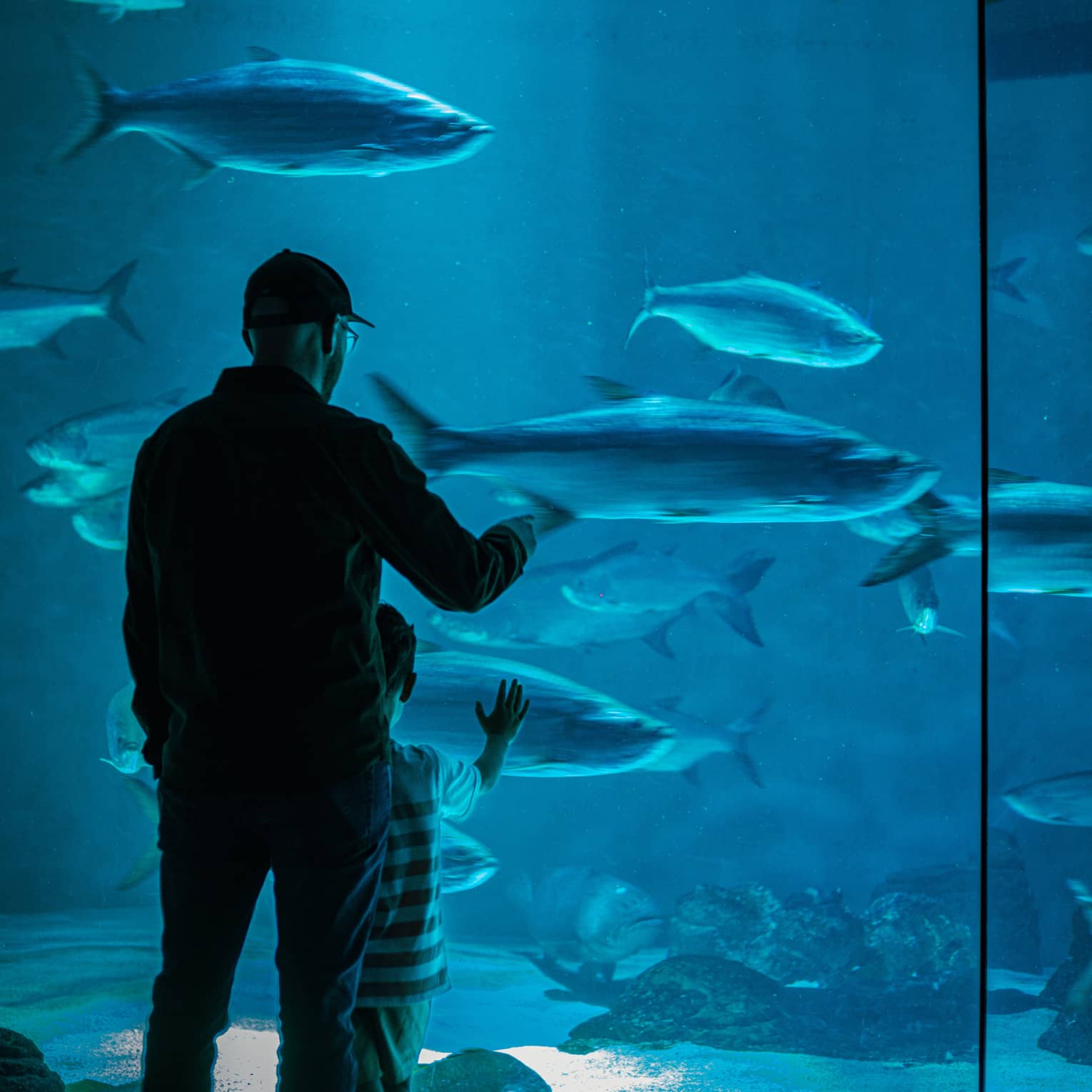 View from behind of an adult and child gazing at large fish in blue water through a floor-to-ceiling aquarium glass wall.
