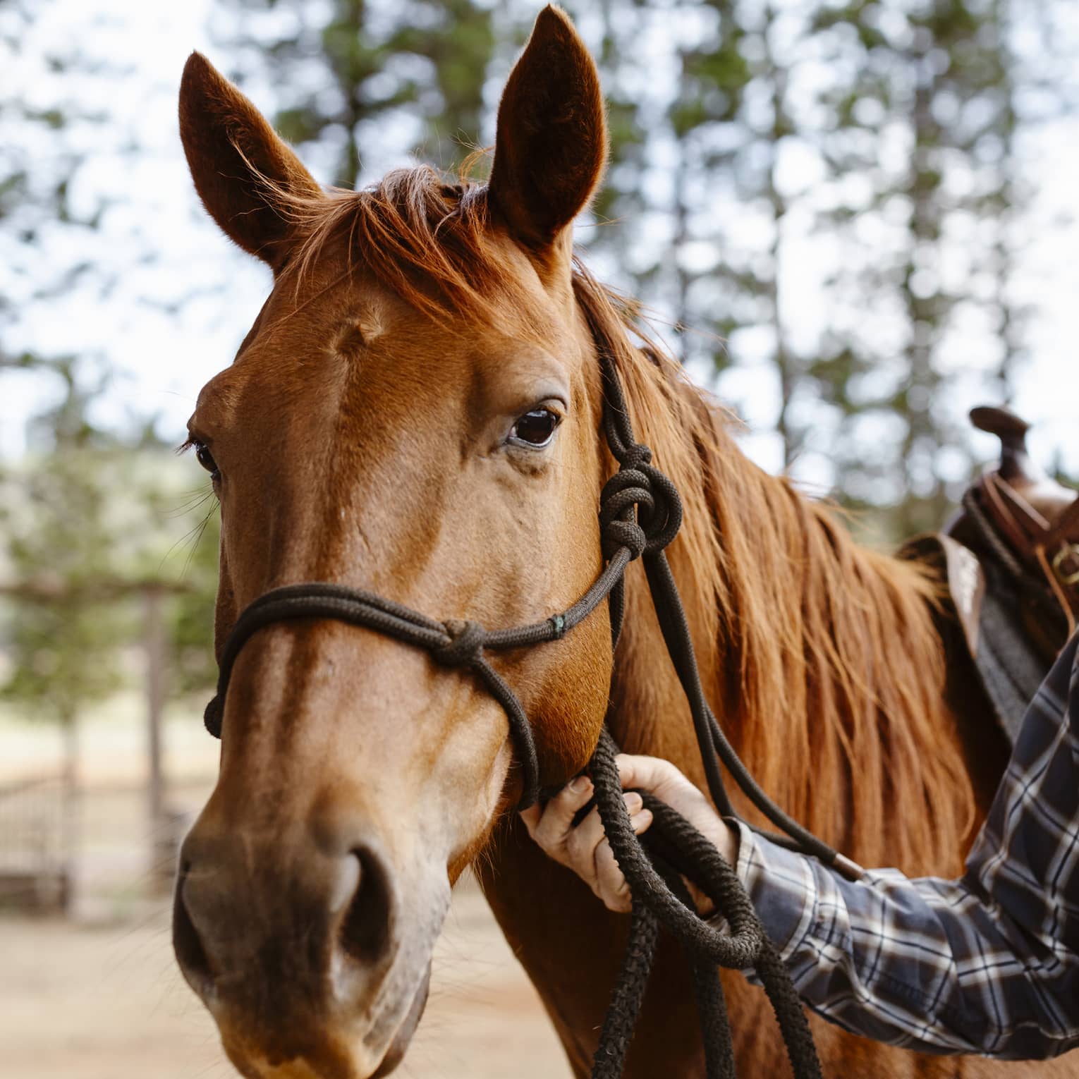 Ears alert but relaxed, a glossy, chestnut-coloured horse gazes gently forward as a tartan-clad arm holds its reins.