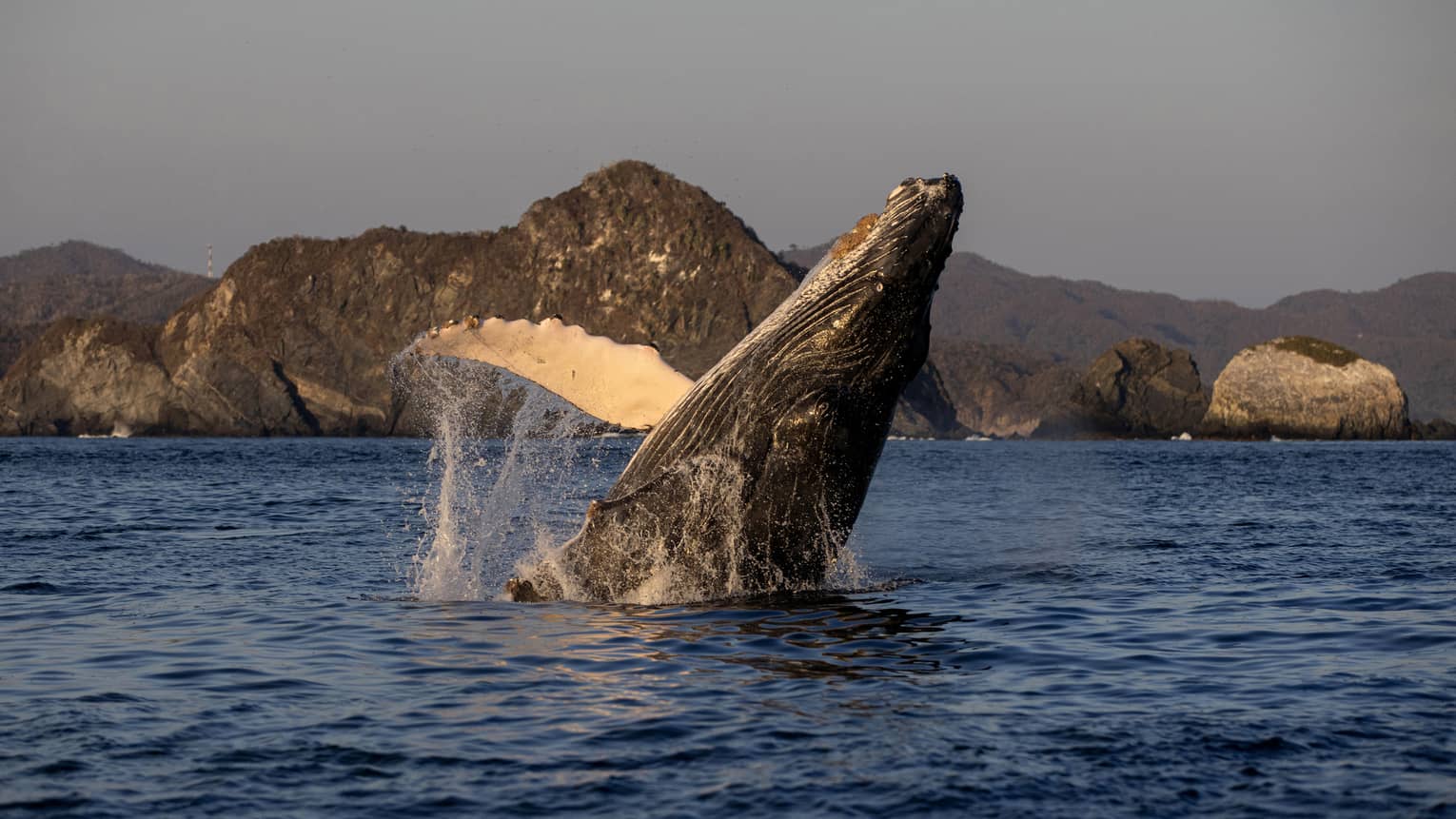 In soft morning light, a majestic humpback whale breaches, water cascading off its front flipper, distant mountains beyond. 