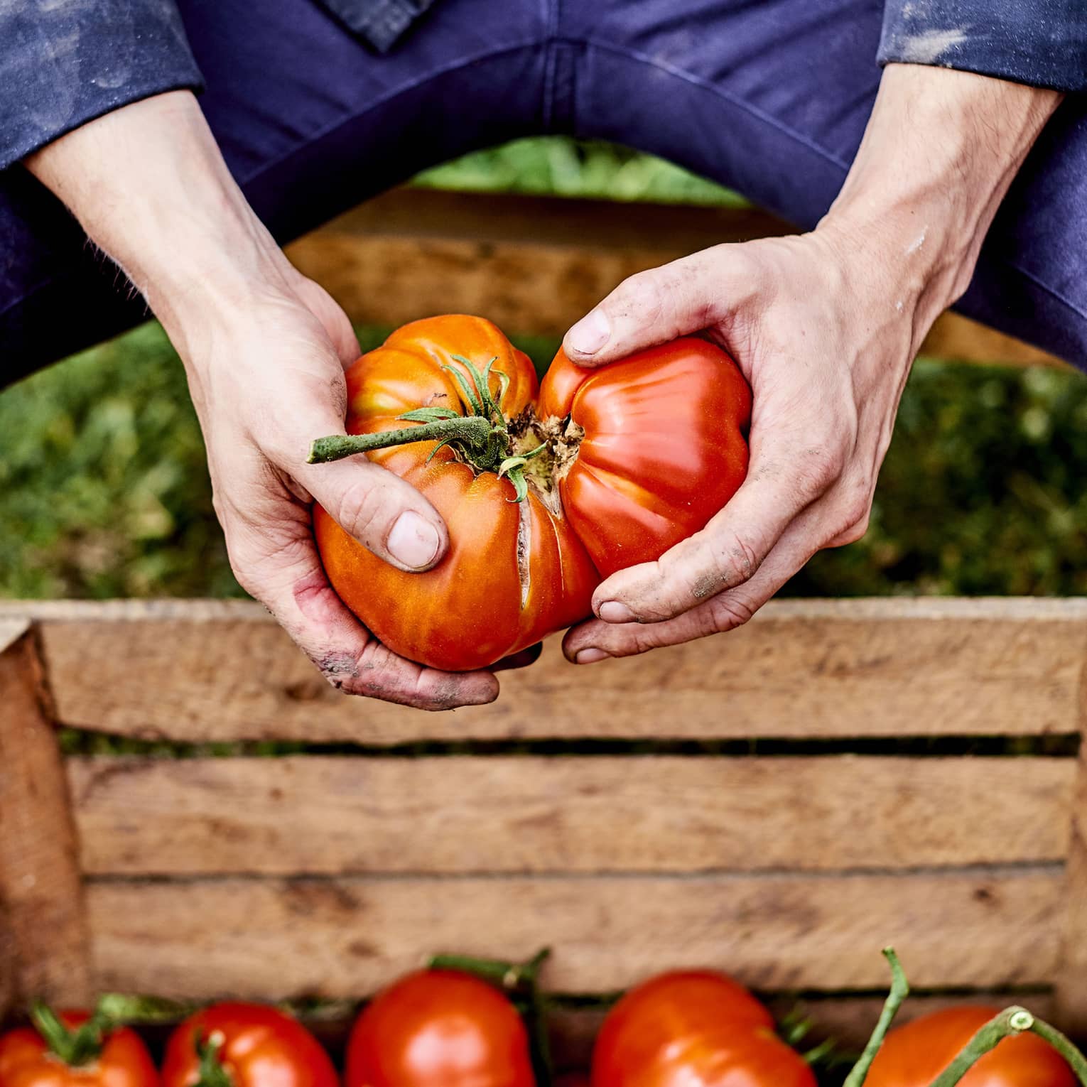 close up of hands holding two large red tomatoes over a wooden crate of tomatoes