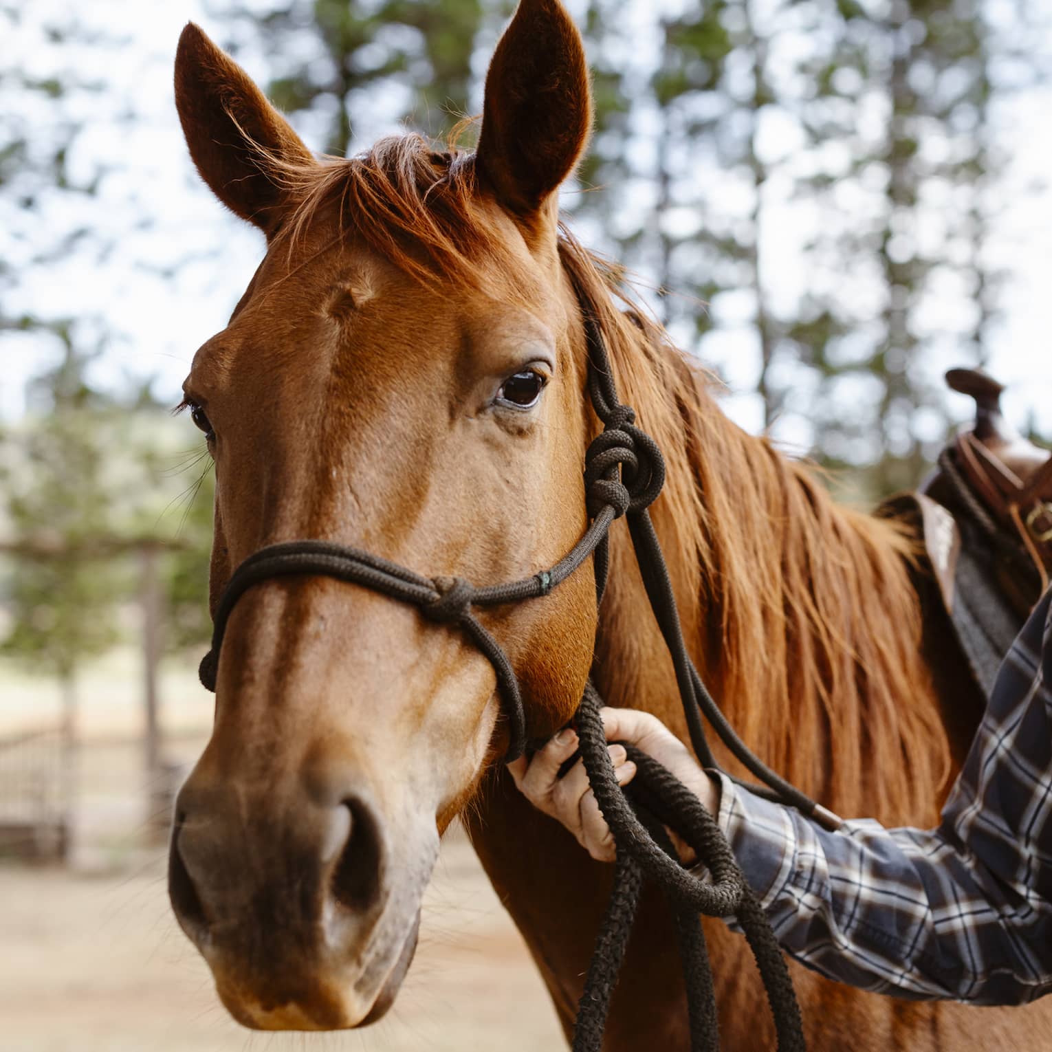 Ears alert but relaxed, a glossy, chestnut-coloured horse gazes gently forward as a tartan-clad arm holds its reins.